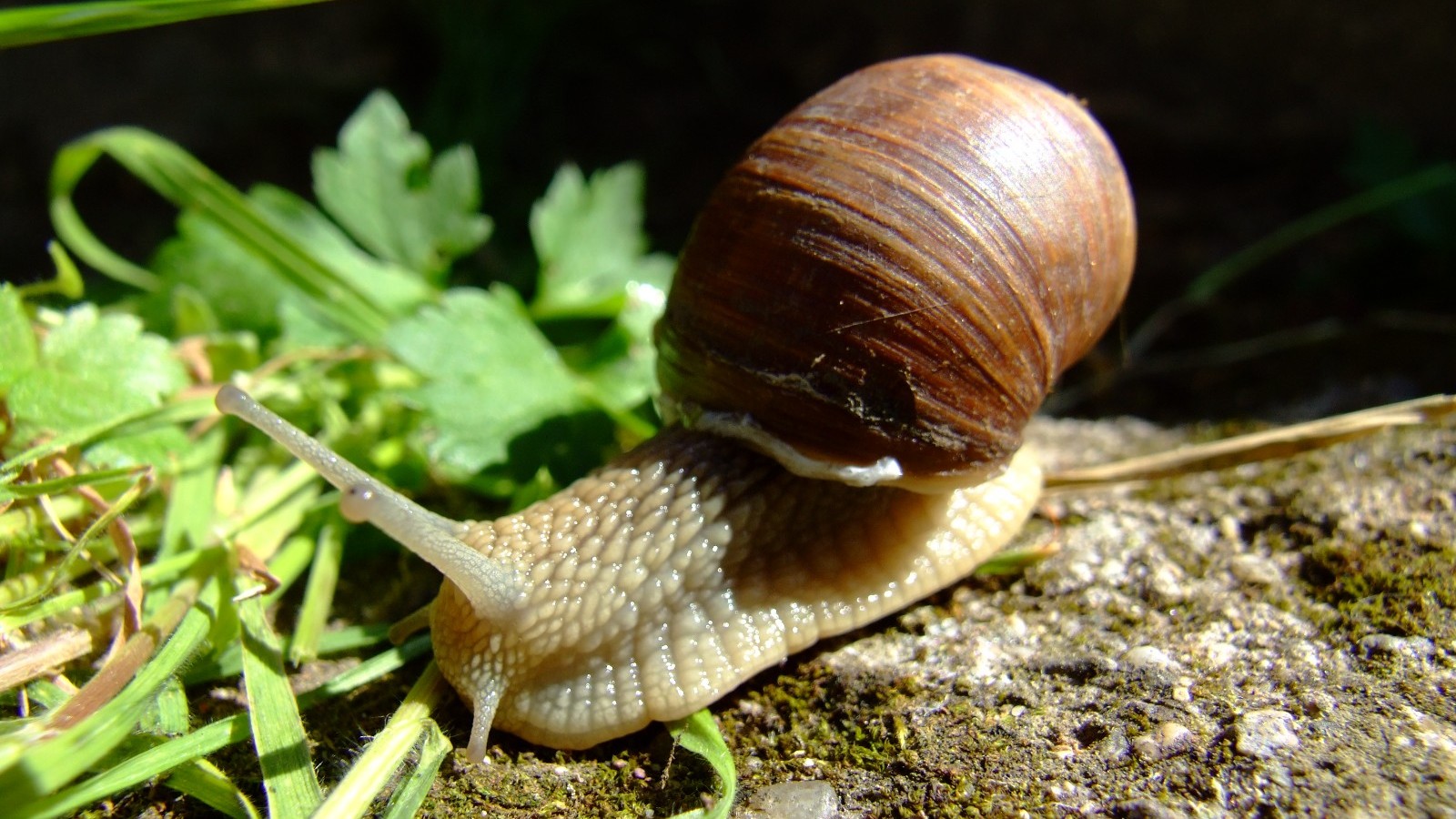 29-Apr London’s April Snails: Spiral Secrets Section Image