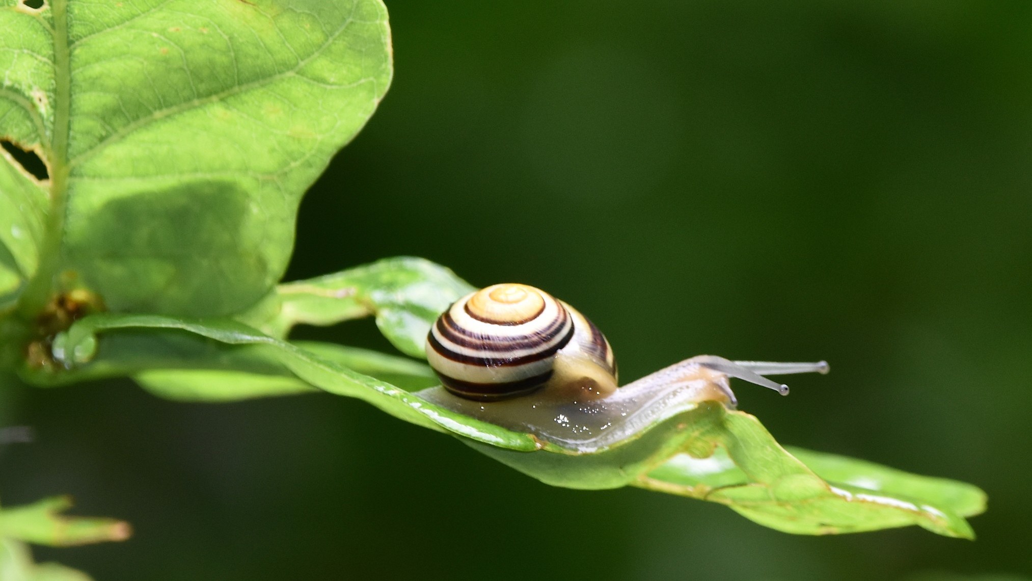 29-Apr London’s April Snails: Spiral Secrets Section Image