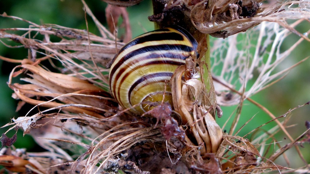 29-Apr London’s April Snails: Spiral Secrets Section Image
