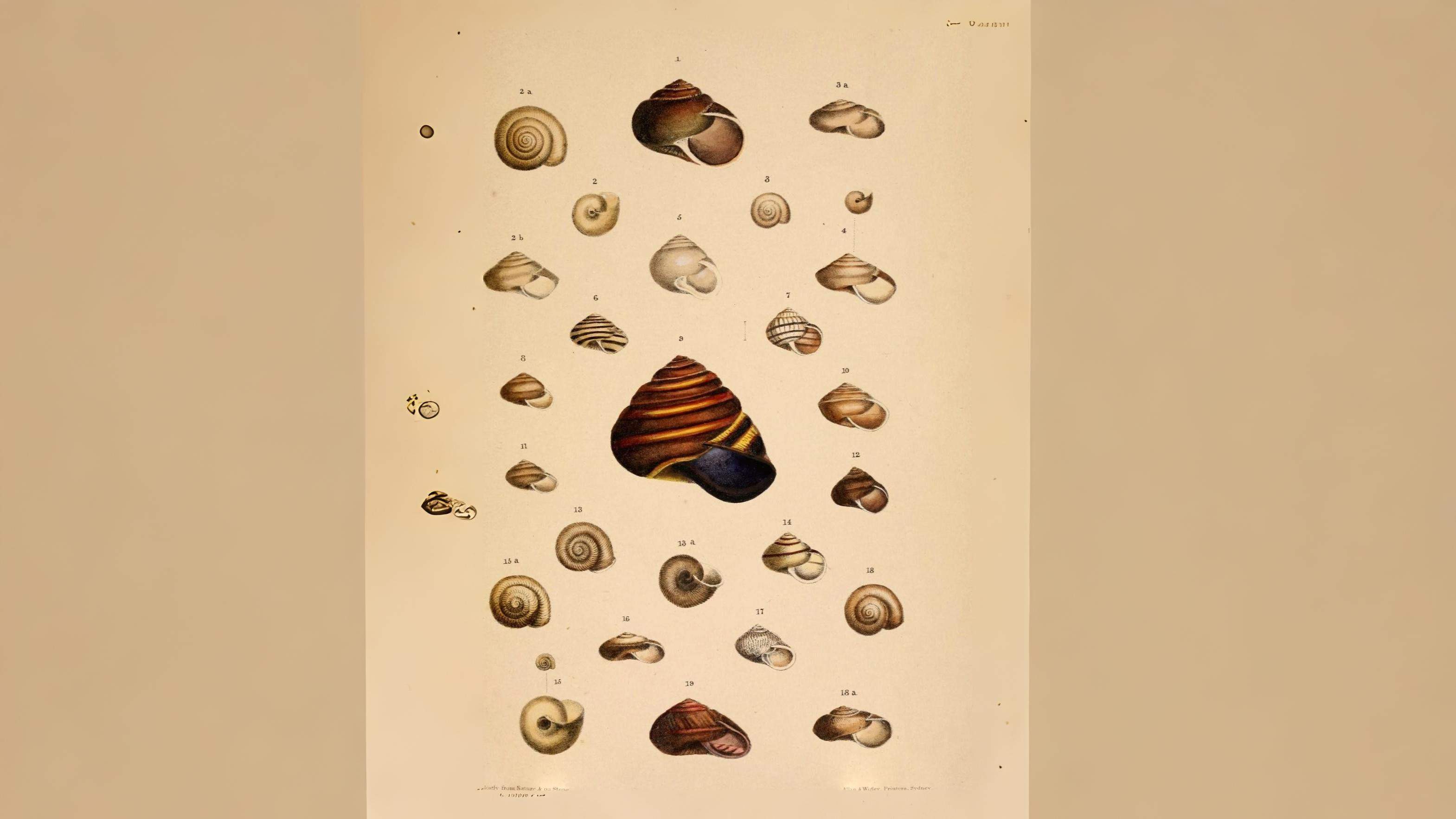 29-Apr London’s April Snails: Spiral Secrets Section Image