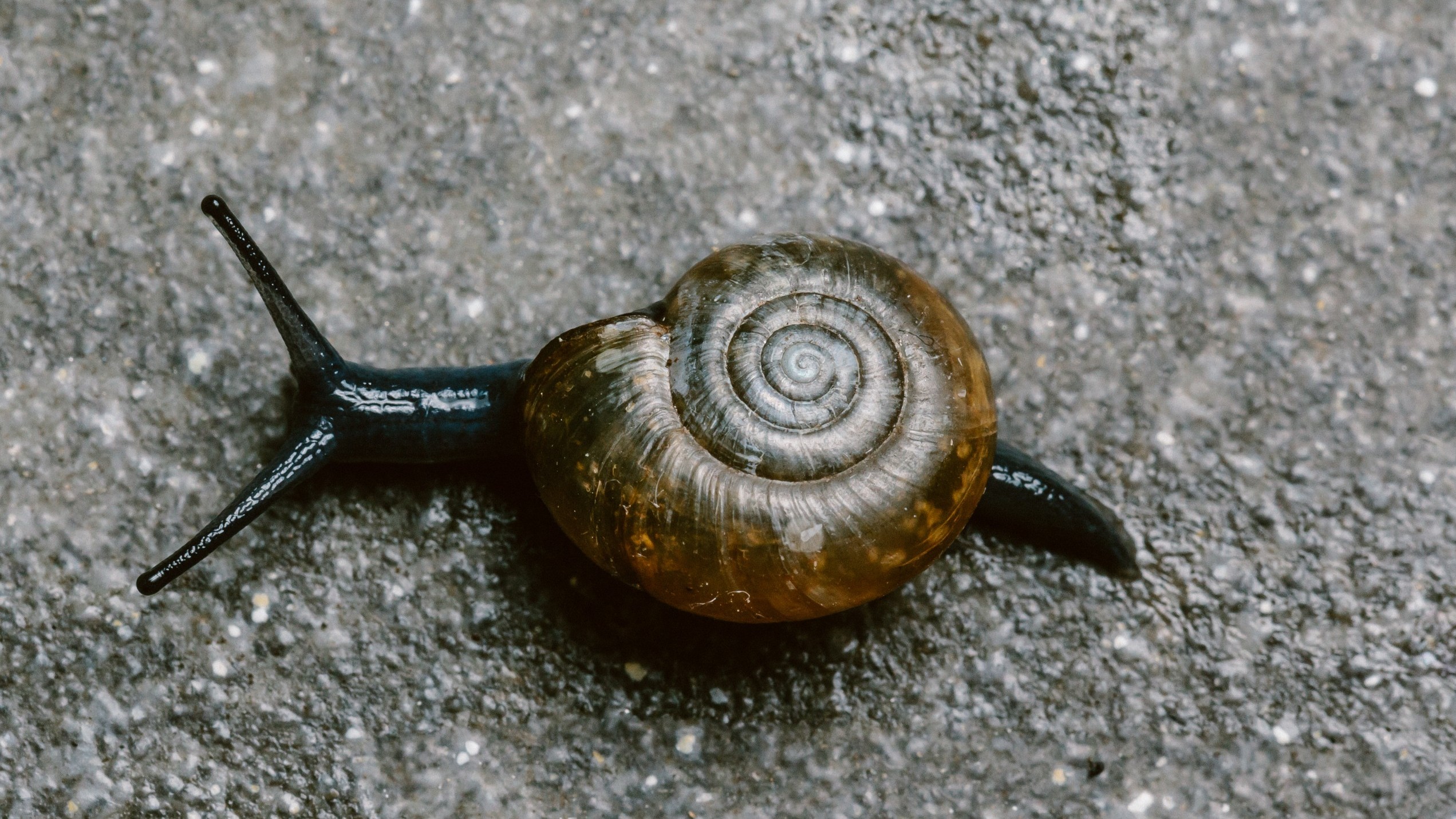 29-Apr London’s April Snails: Spiral Secrets Section Image