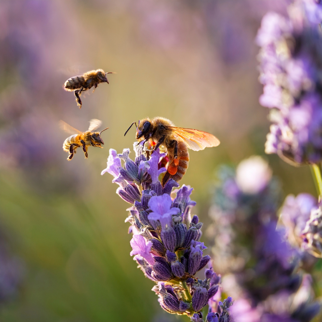 30-Apr April’s Bee Society: Builders & Bandits