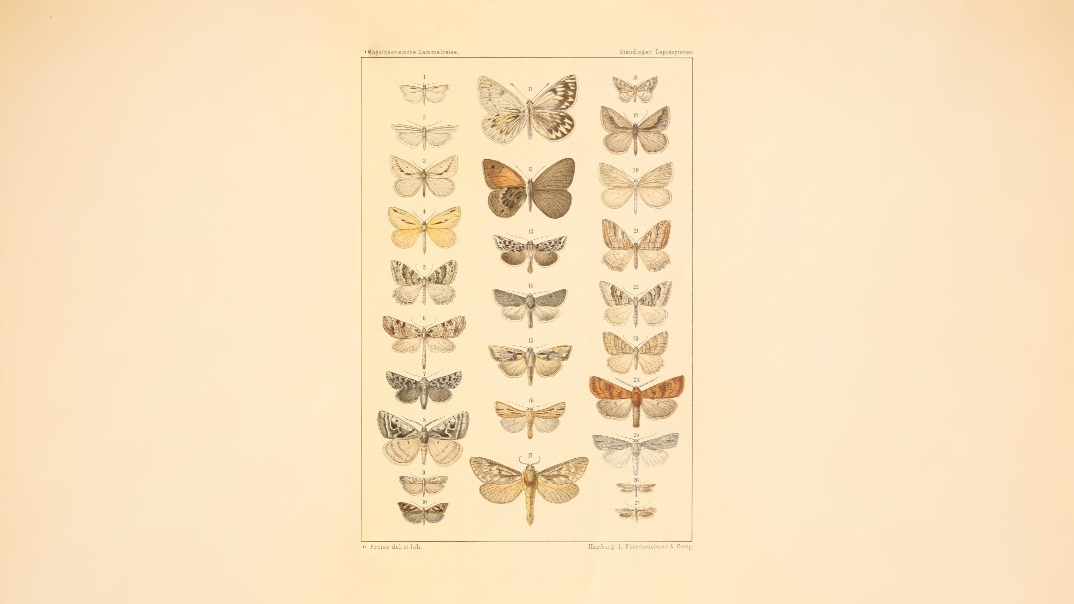30-Mar London’s Moth Magic Section Image