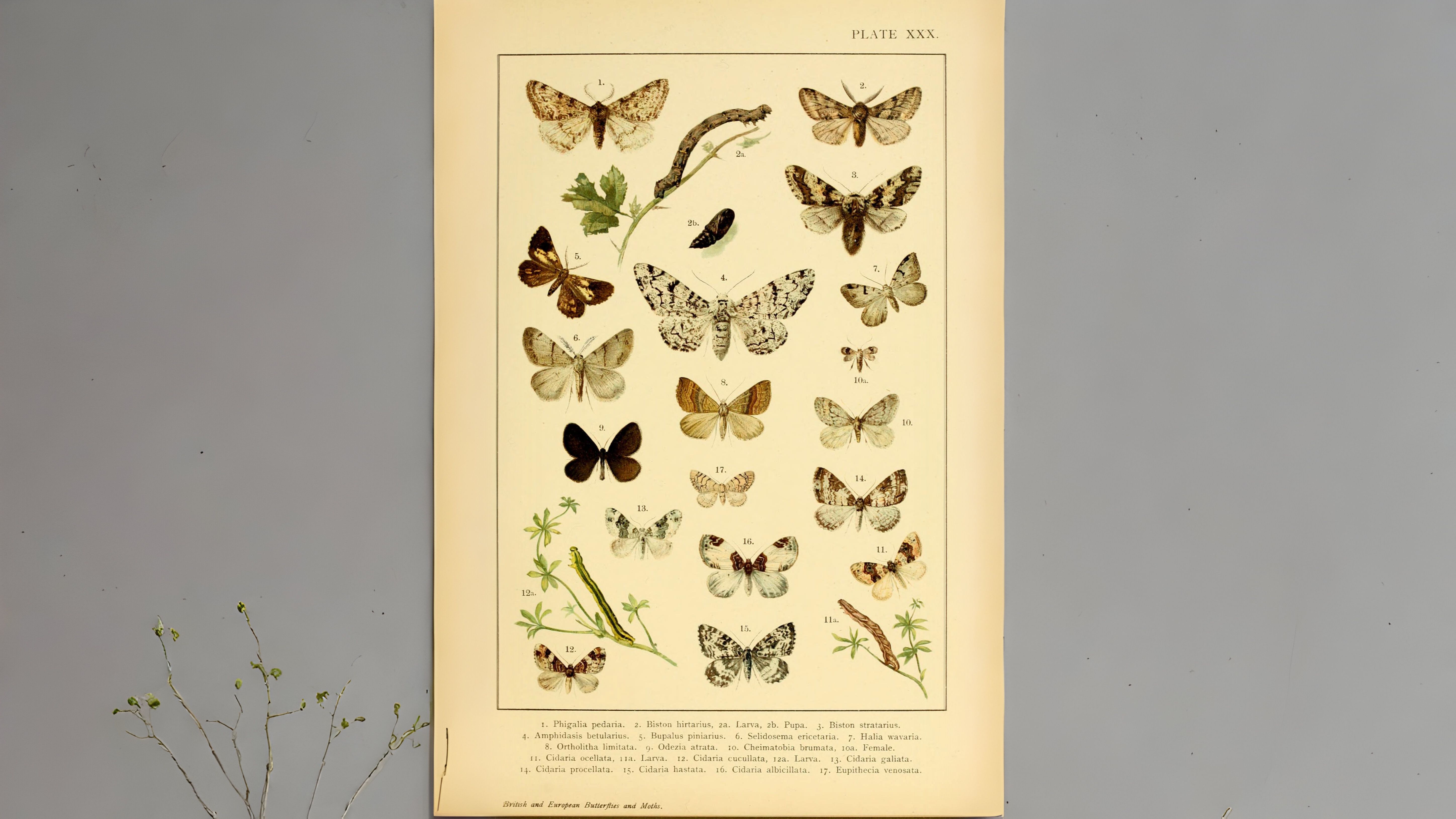 30-Mar London’s Moth Magic Section Image