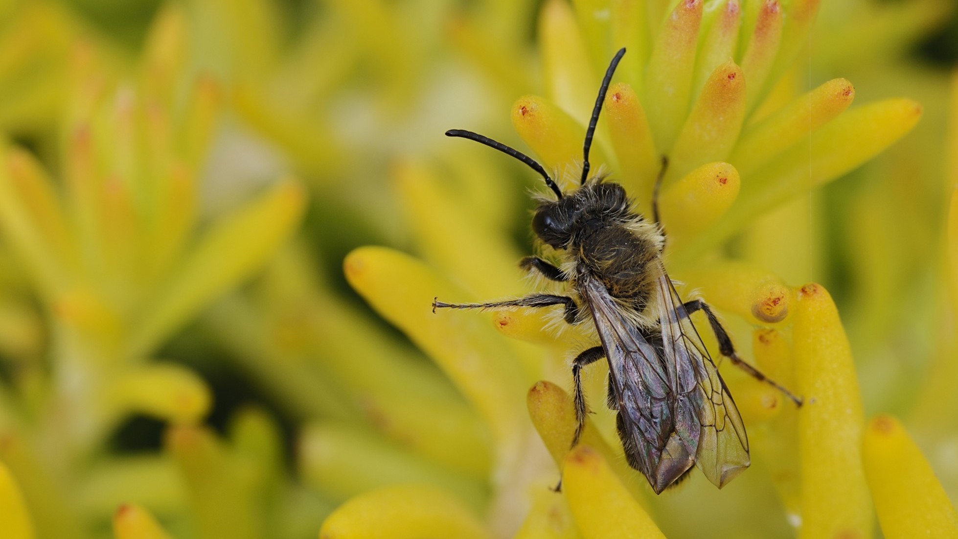 30-Apr April’s Bee Society: Builders & Bandits Section Image