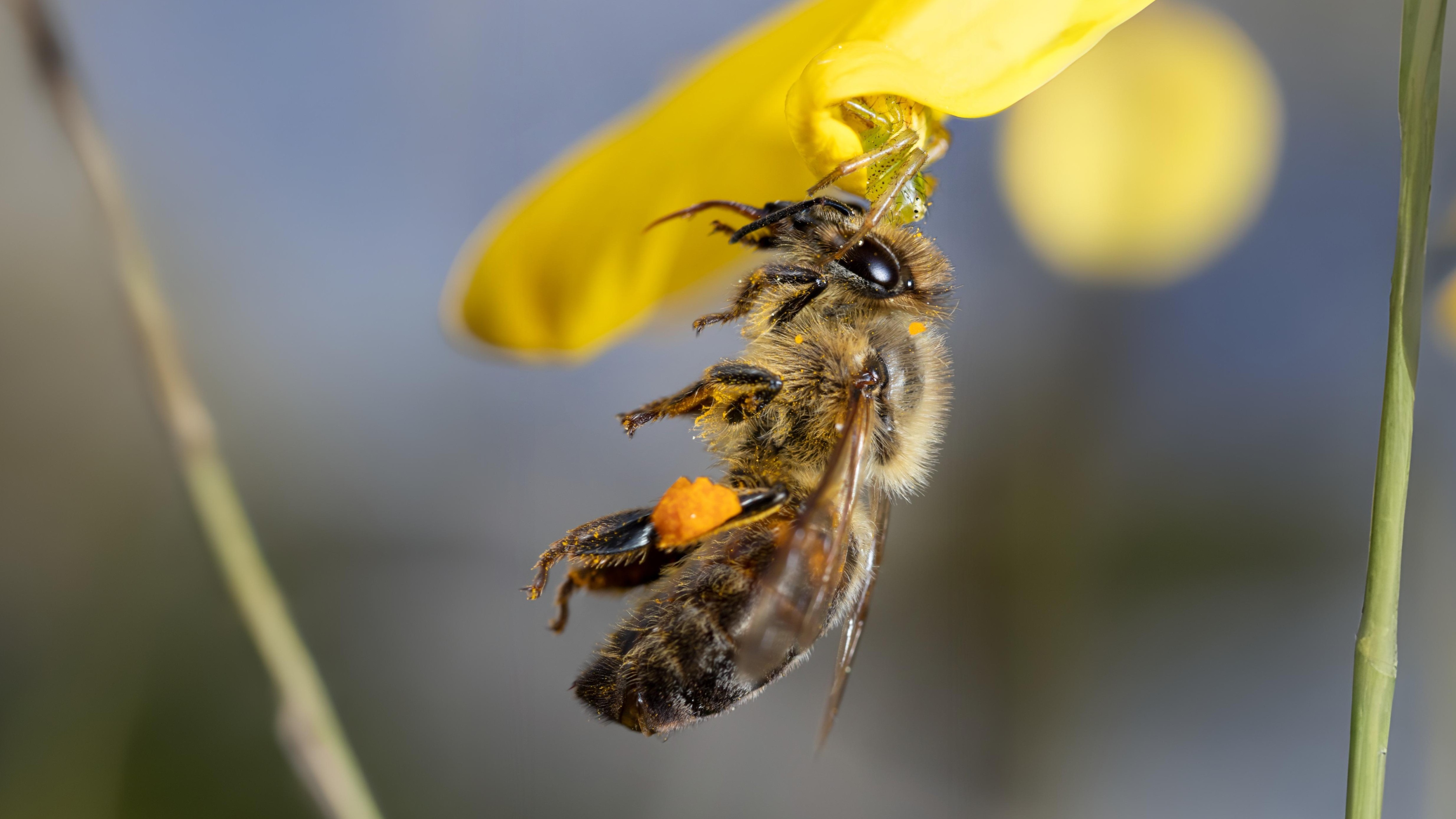30-Apr April’s Bee Society: Builders & Bandits Section Image