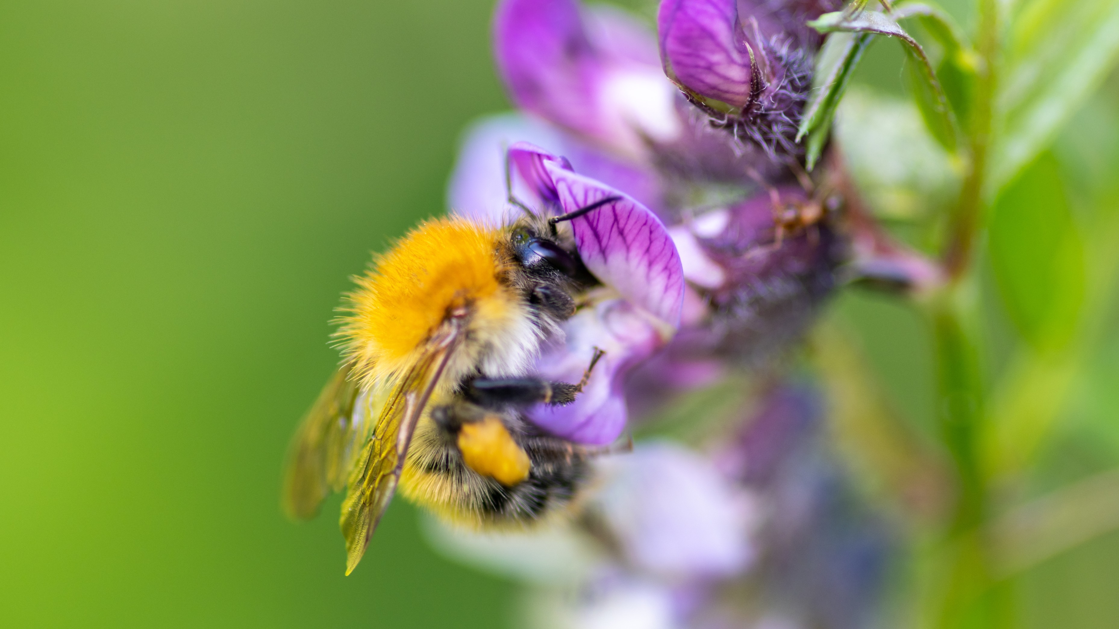 30-Apr April’s Bee Society: Builders & Bandits Section Image