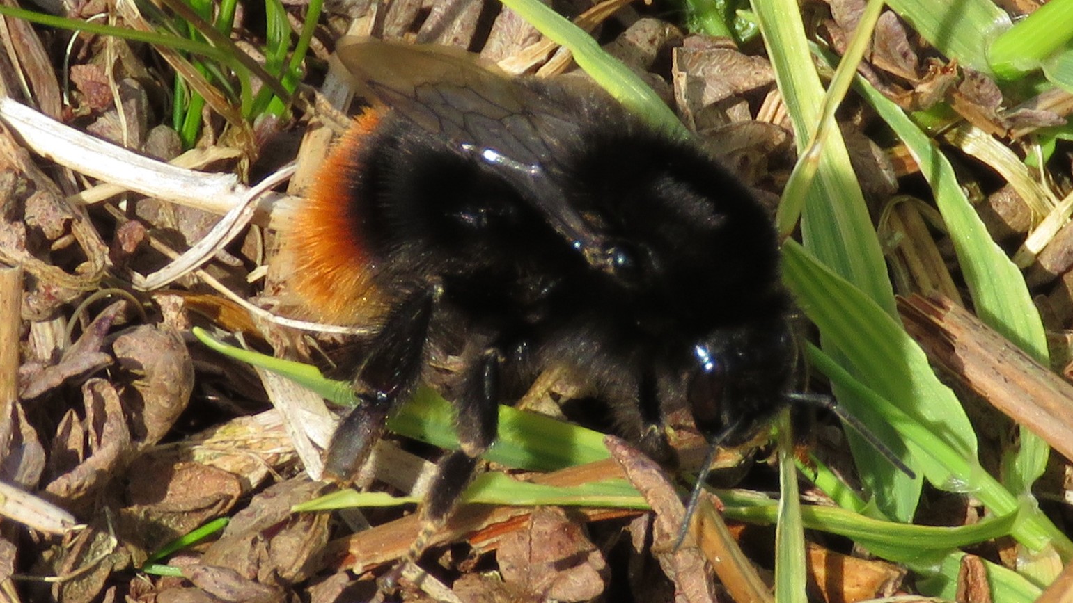 30-Apr April’s Bee Society: Builders & Bandits Section Image