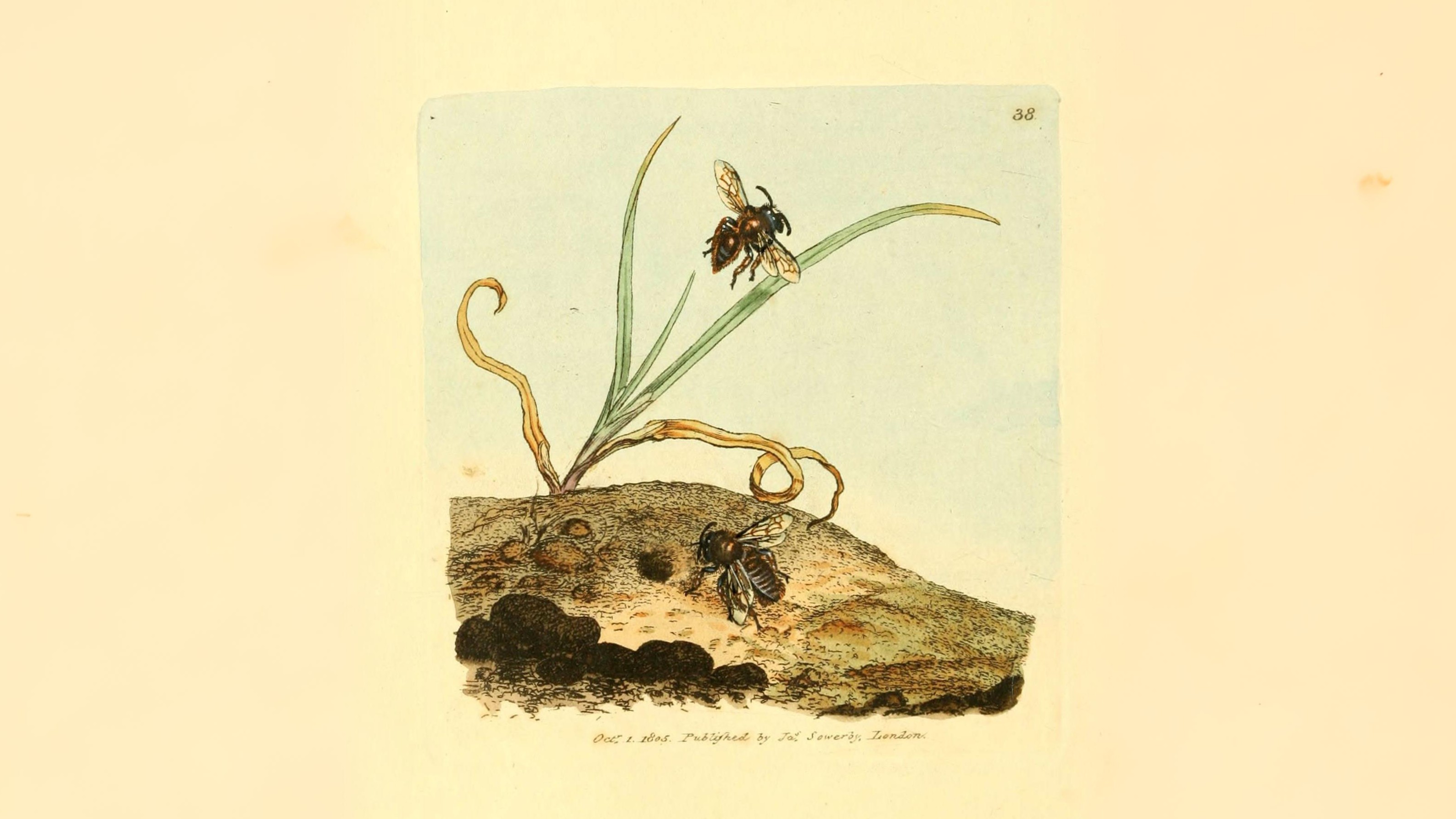 30-Apr April’s Bee Society: Builders & Bandits Section Image