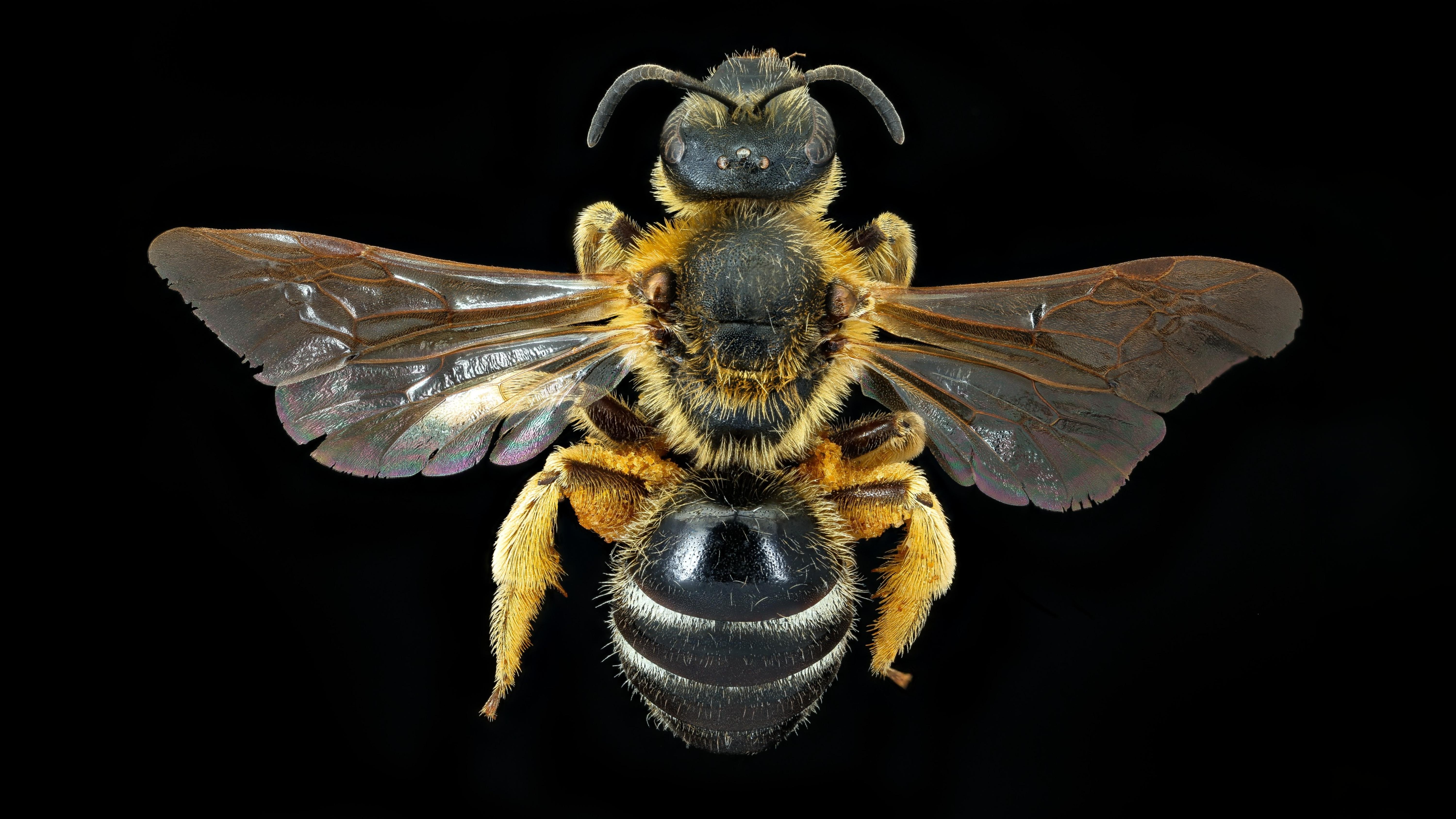 30-Apr April’s Bee Society: Builders & Bandits Section Image