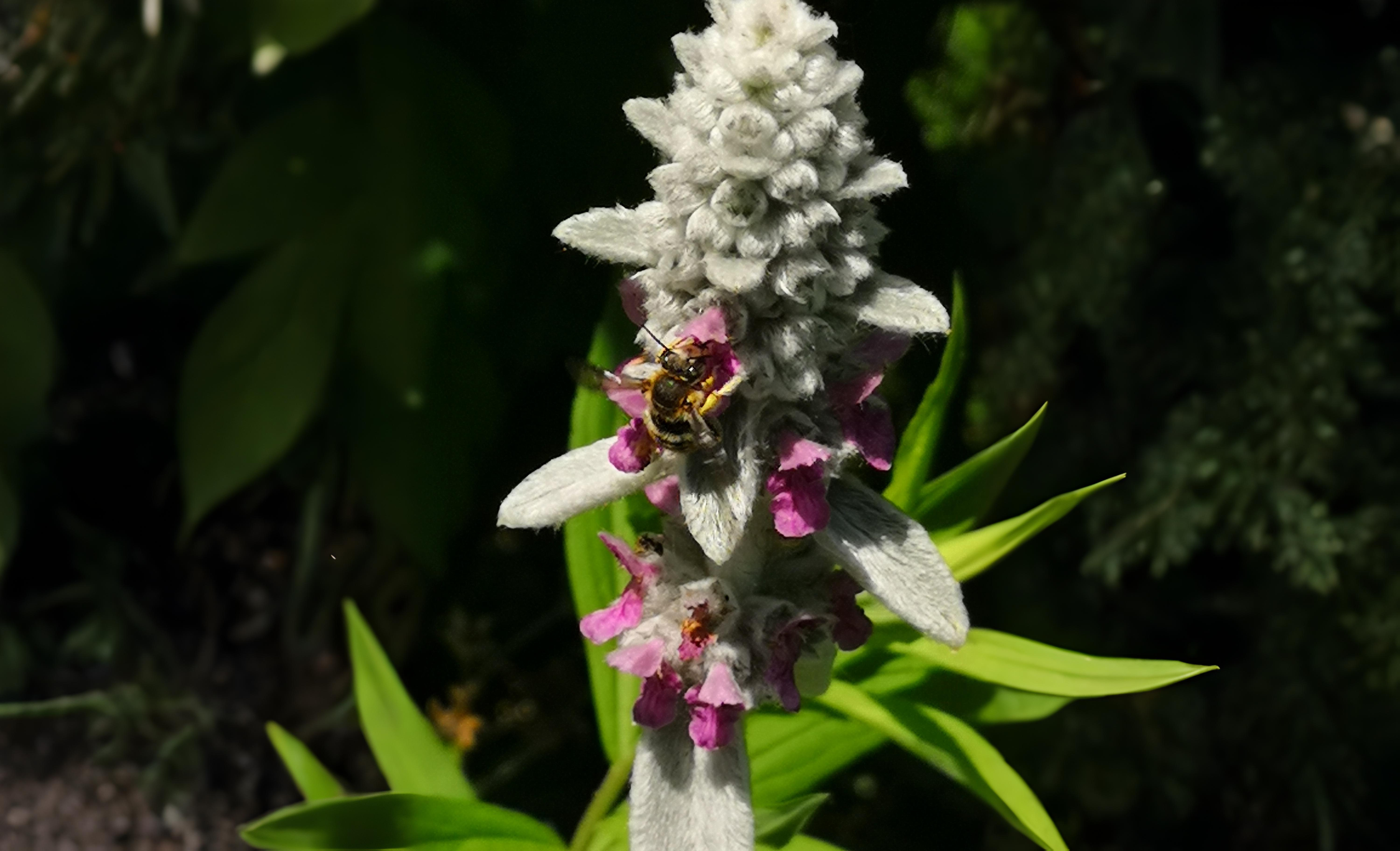 30-Apr April’s Bee Society: Builders & Bandits Section Image