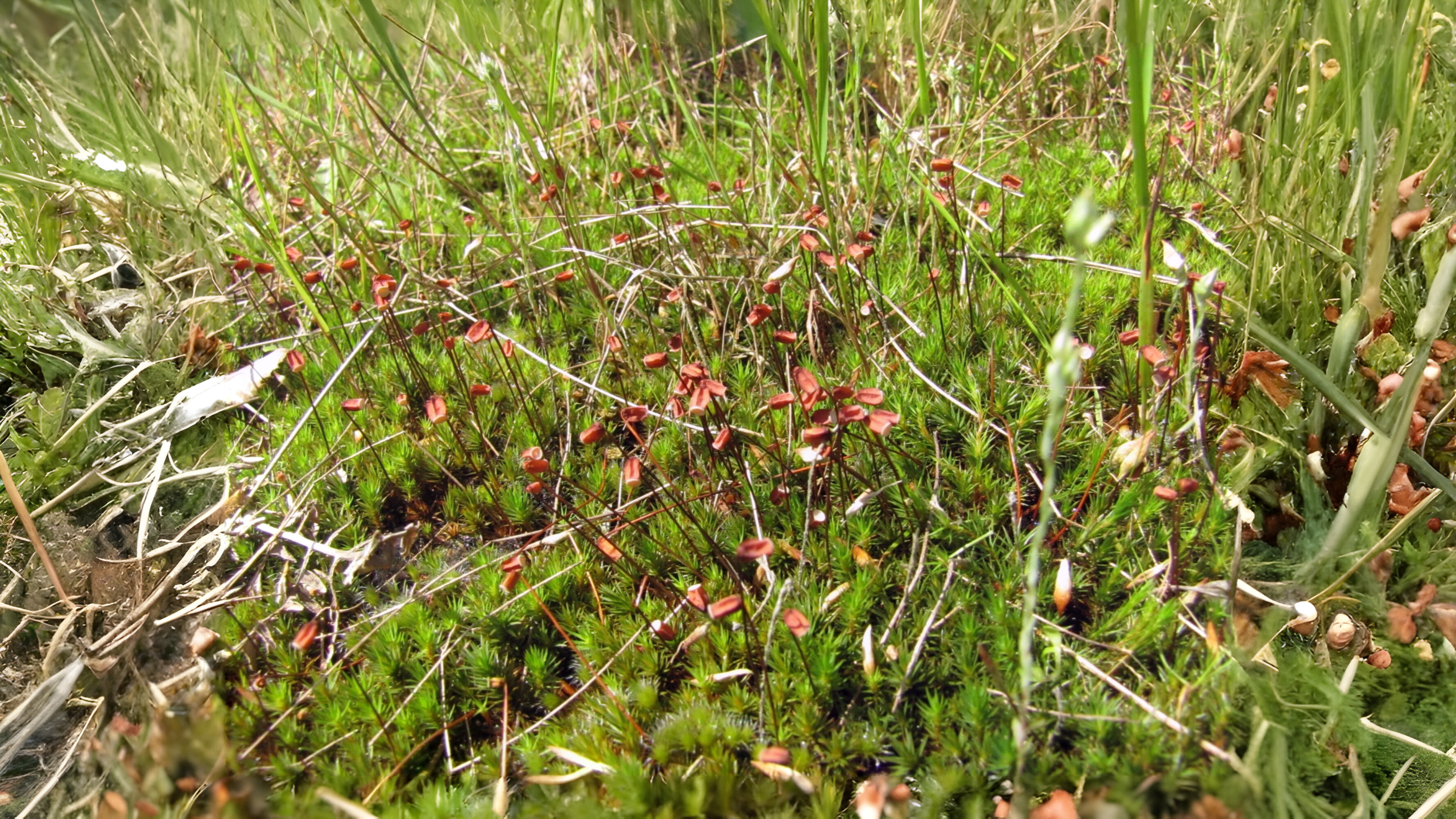 30-Jan Mosses and Liverwort Section Image
