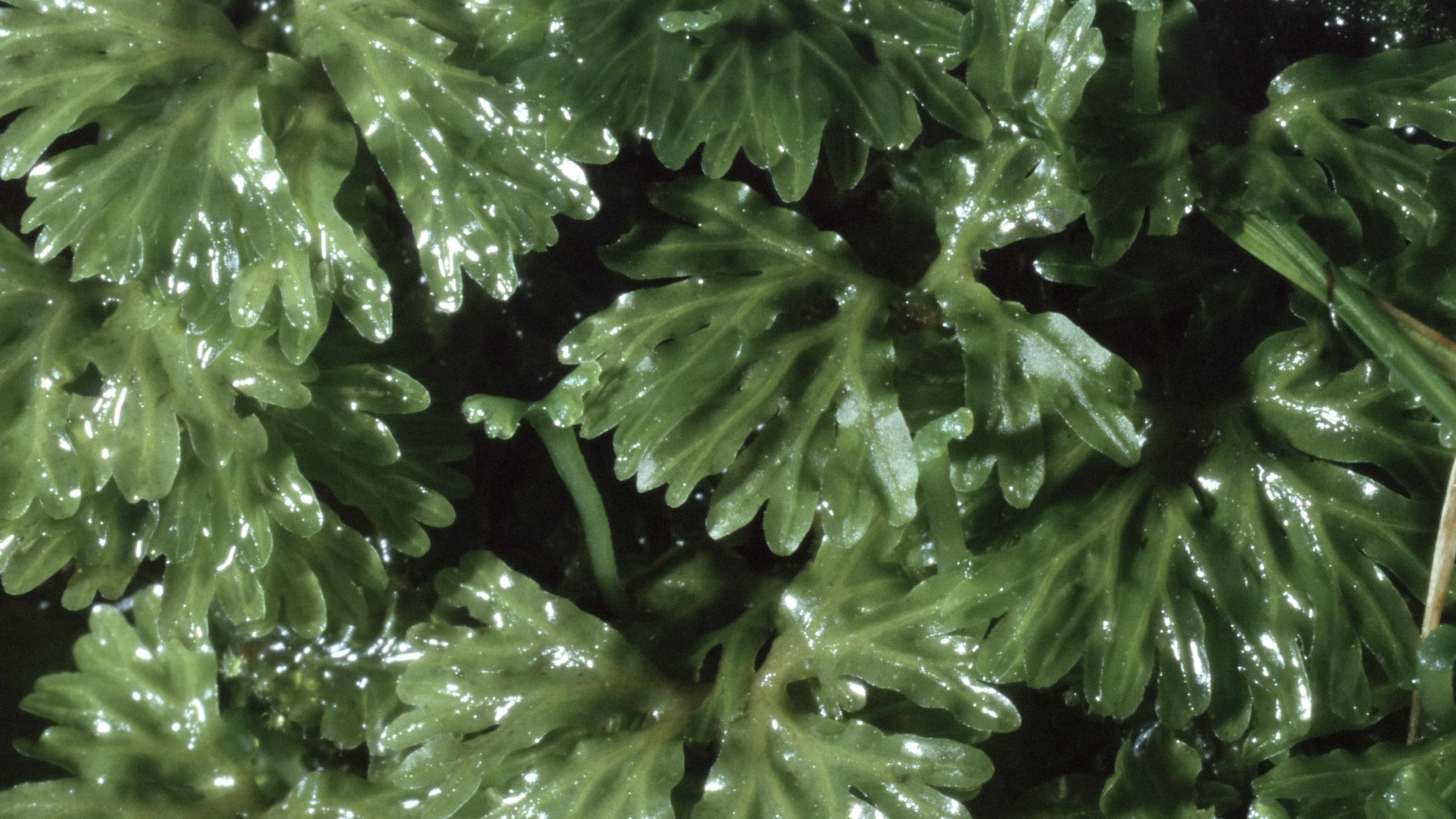 30-Jan Mosses and Liverwort Section Image