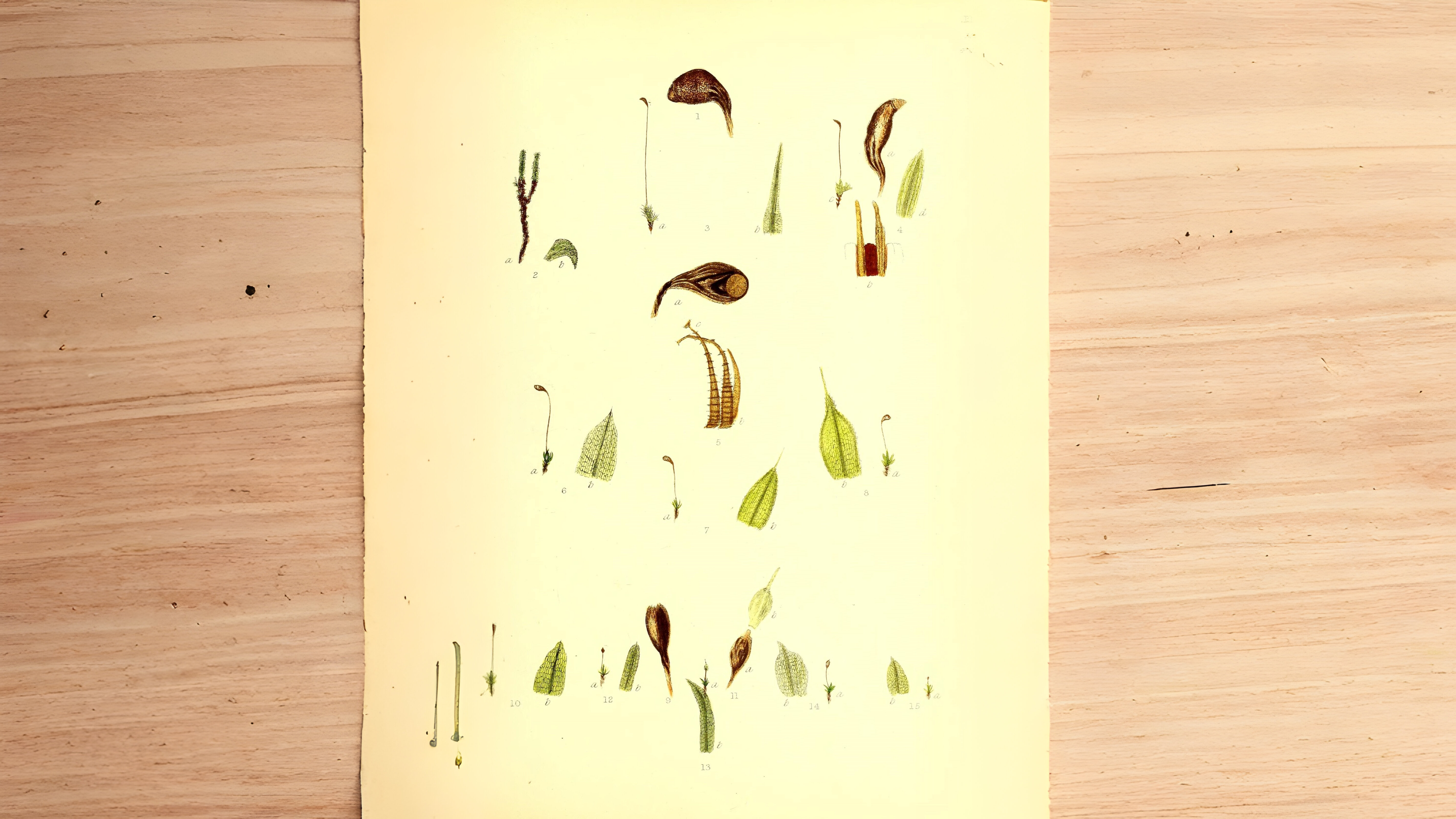 30-Jan Mosses and Liverwort Section Image