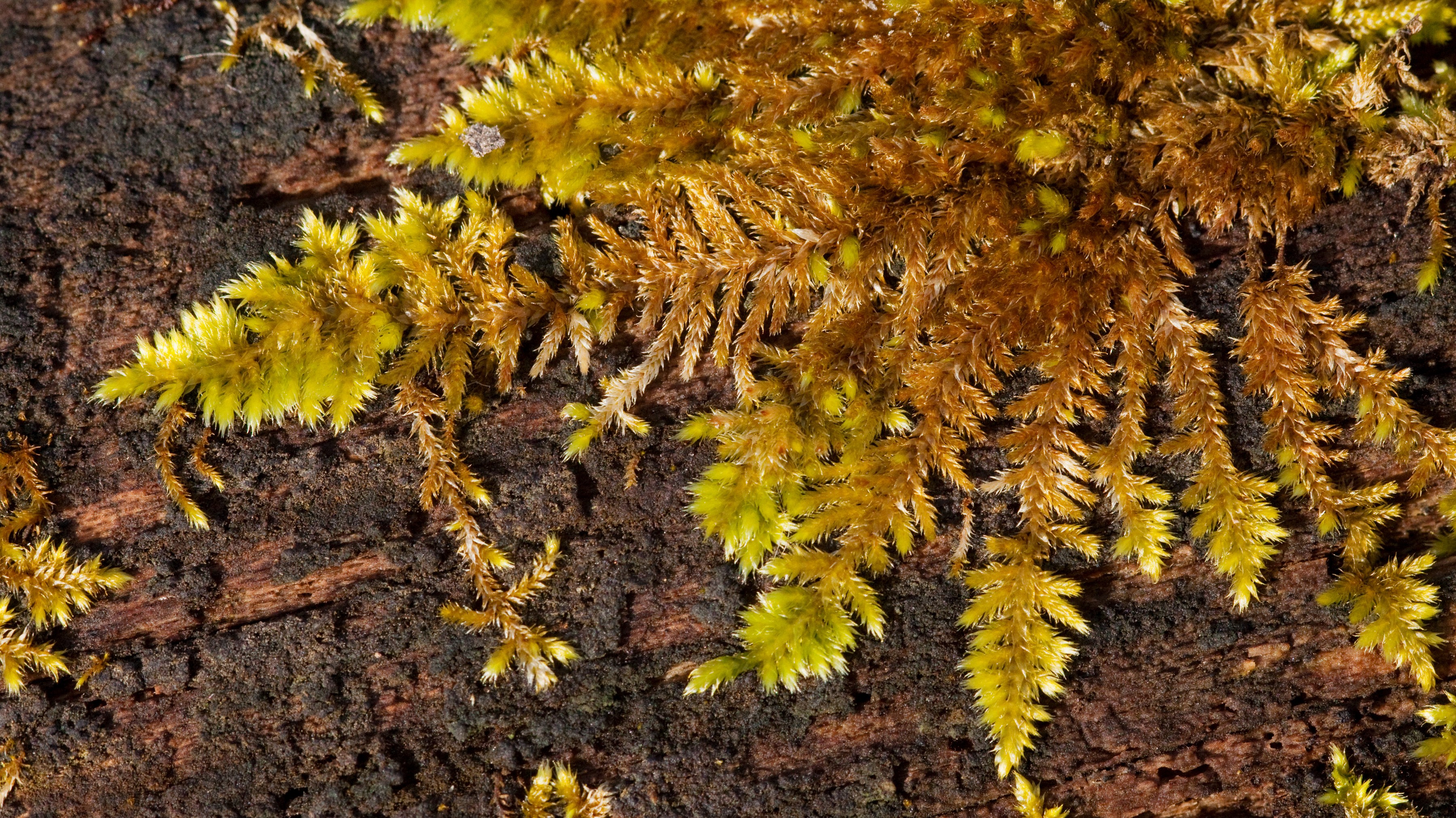30-Jan Mosses and Liverwort Section Image