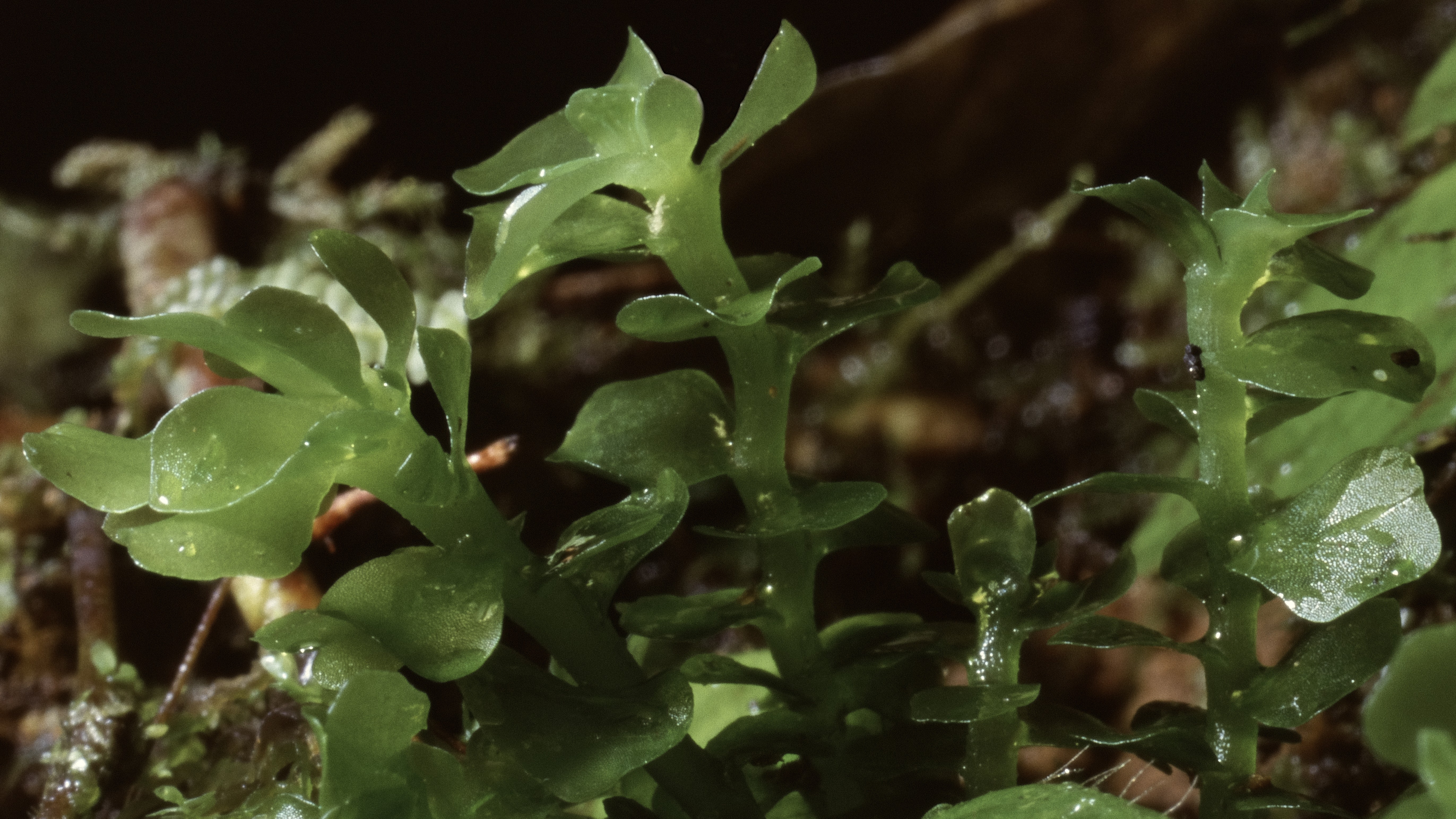 30-Jan Mosses and Liverwort Section Image
