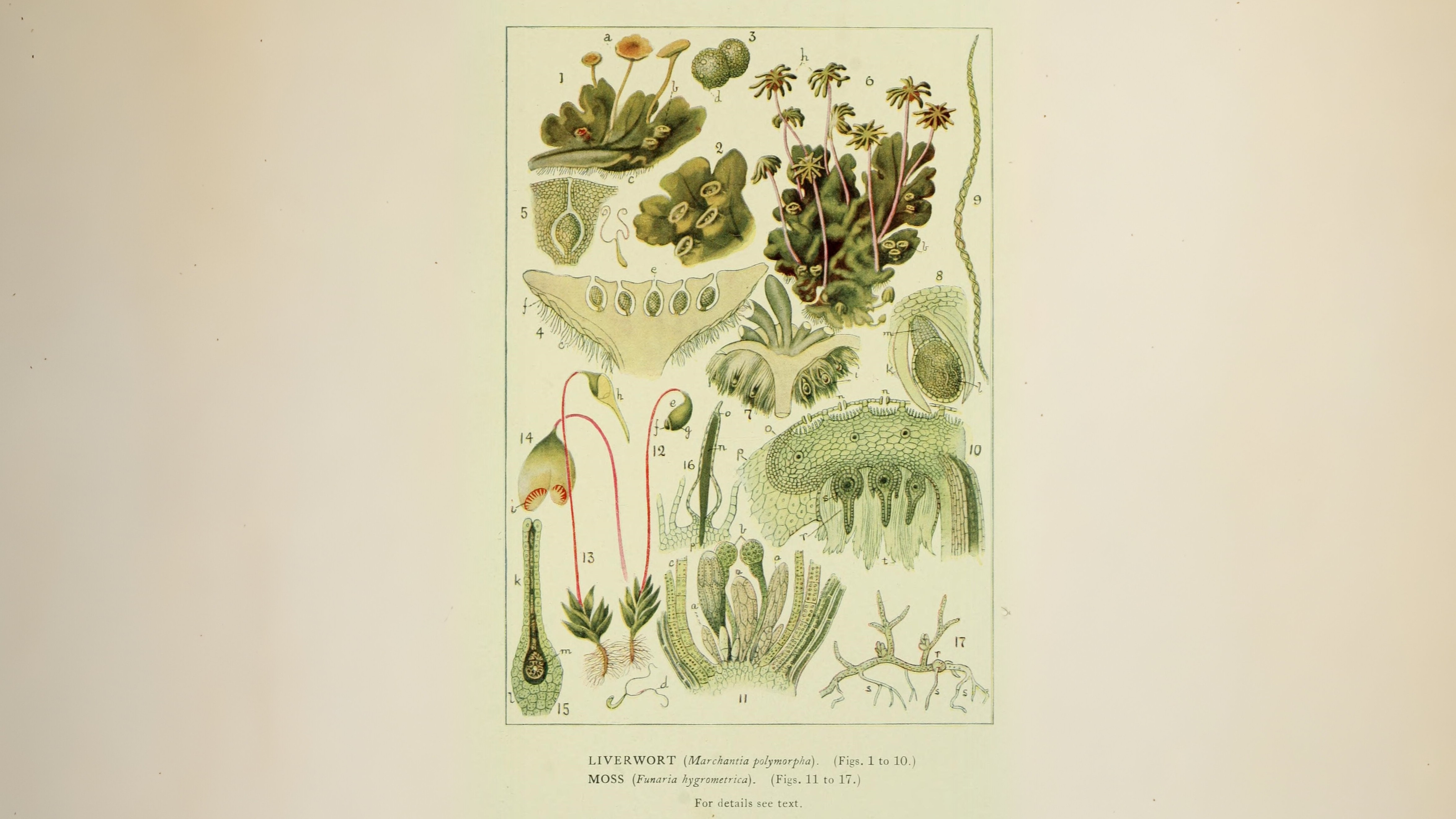 30-Jan Mosses and Liverwort Section Image