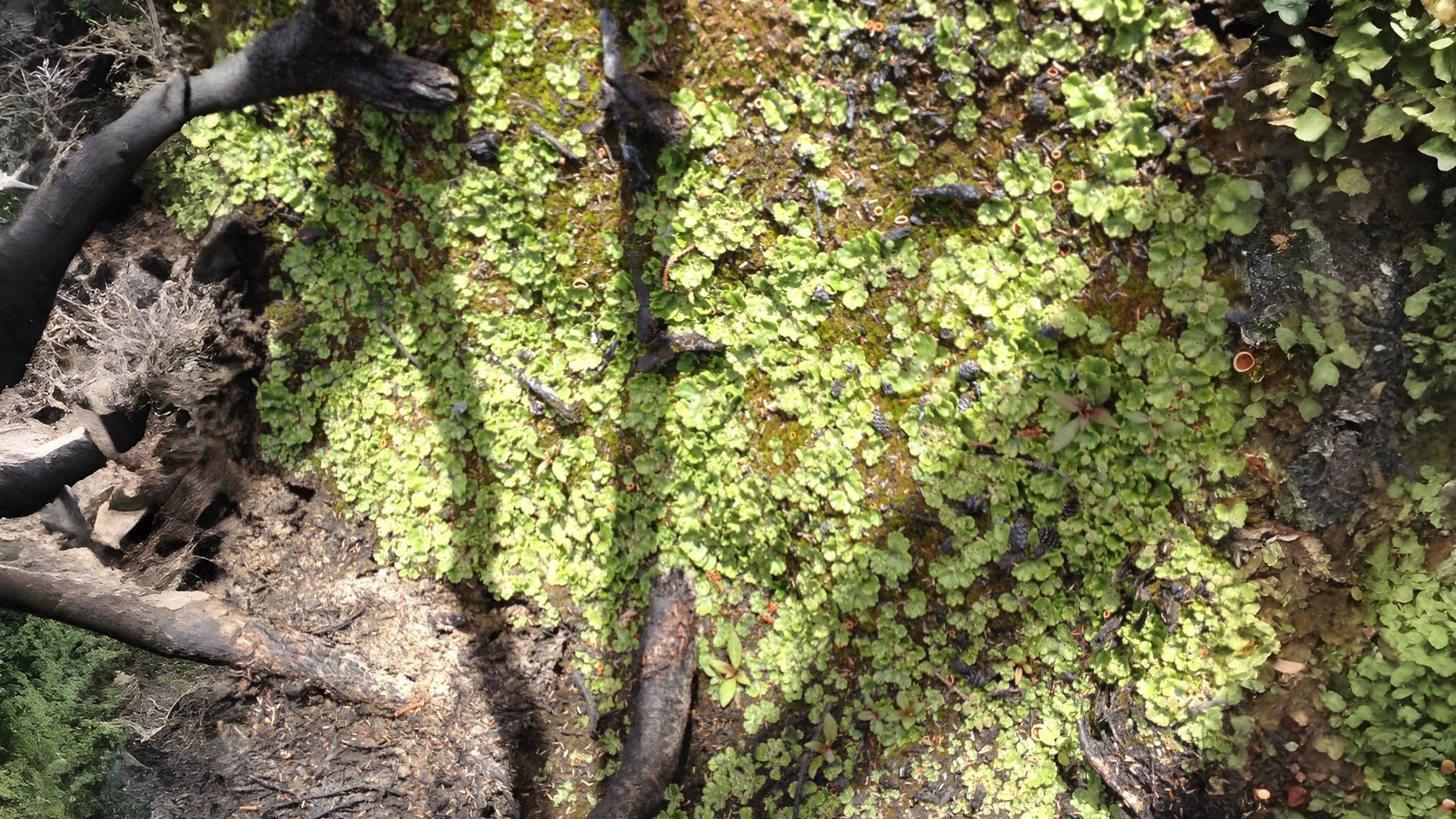 30-Jan Mosses and Liverwort Section Image