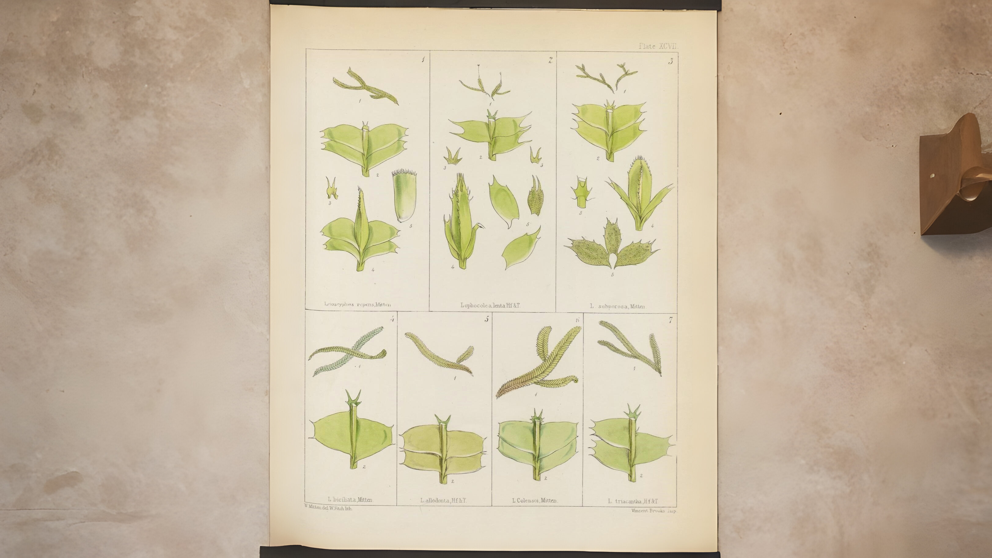 30-Jan Mosses and Liverwort Section Image