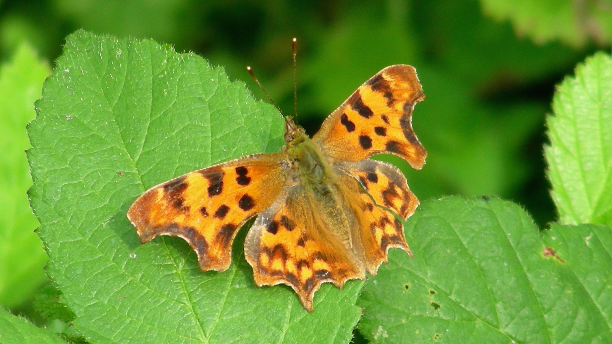 31-Mar London’s Butterfly Bonanza Section Image