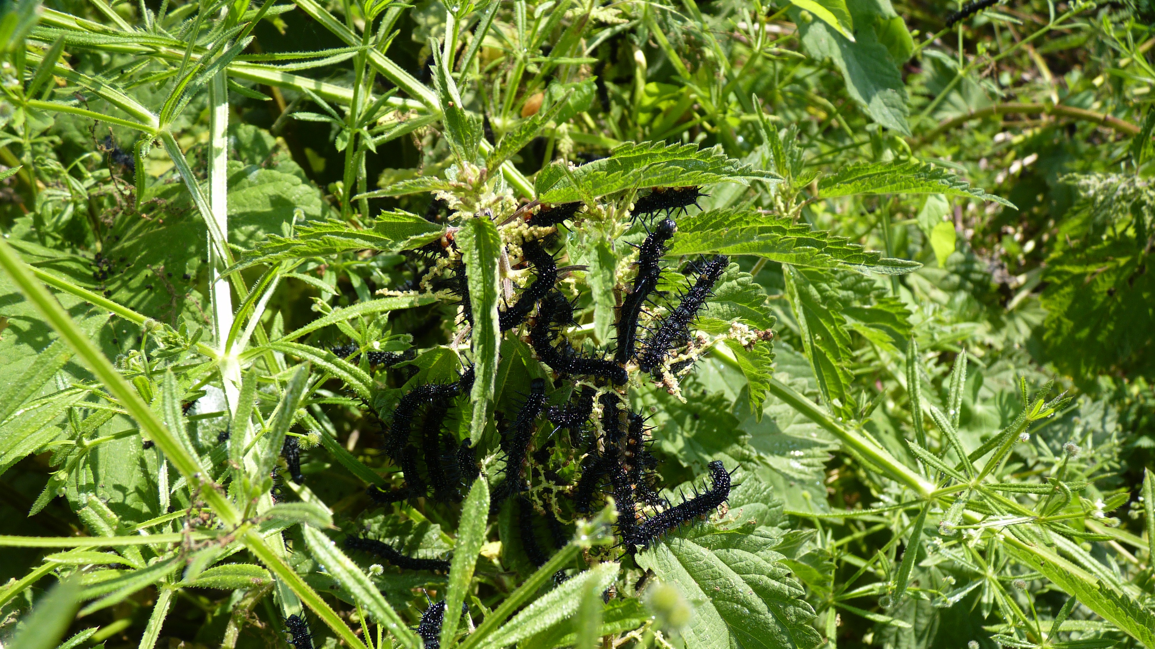 31-Mar London’s Butterfly Bonanza Section Image