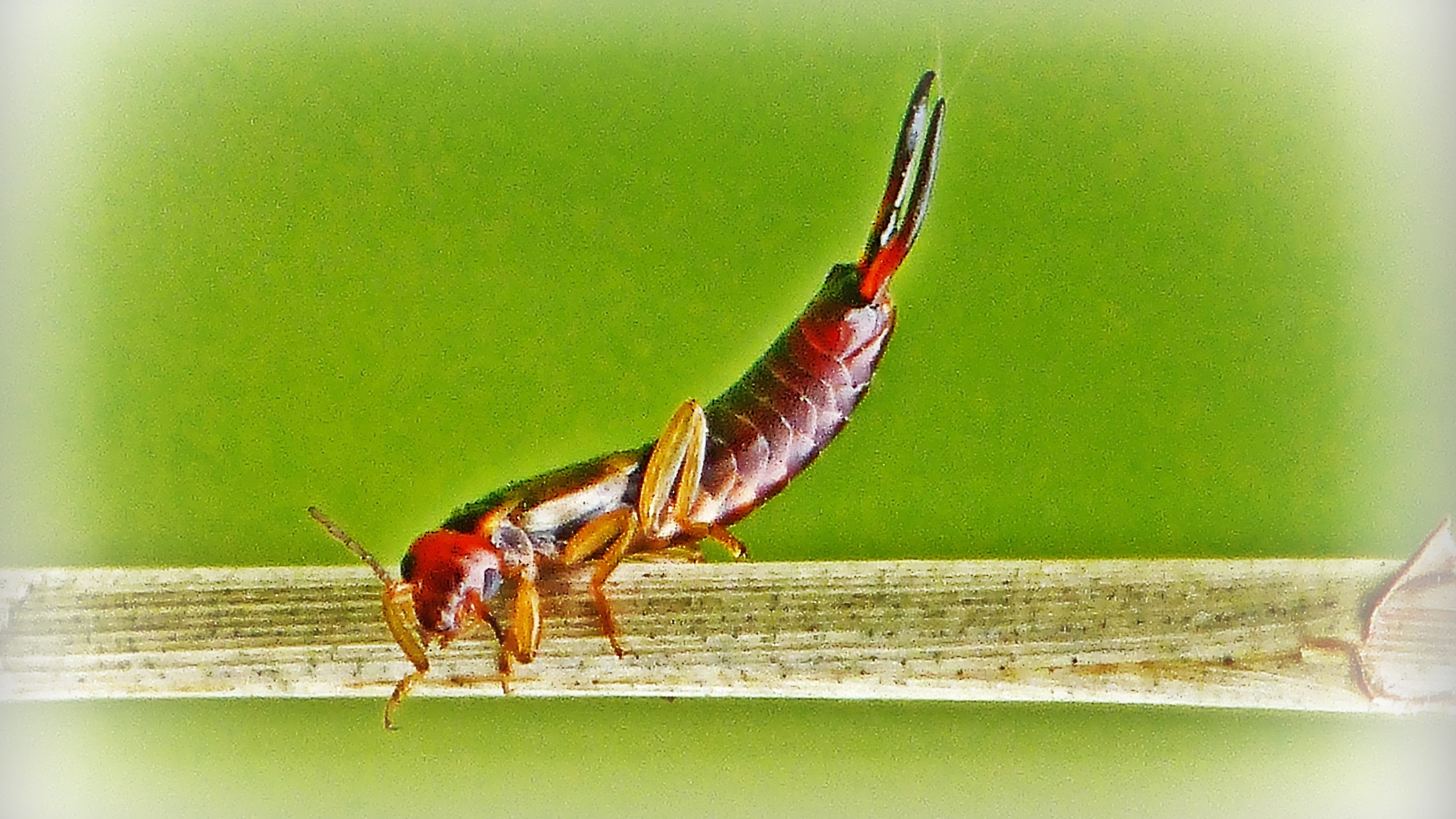 31-Jan Insects of January Section Image