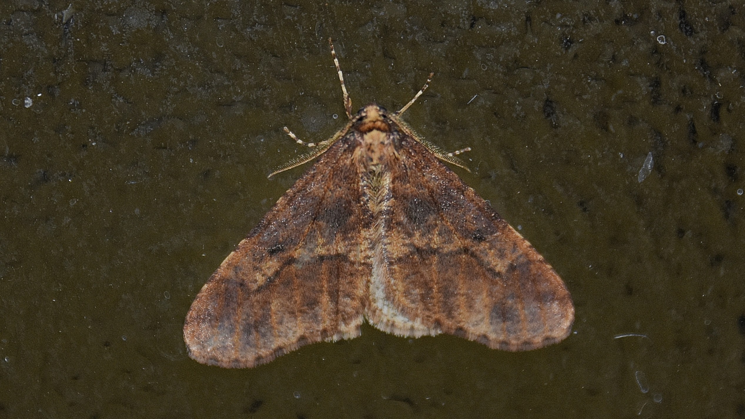 31-Jan Insects of January Section Image