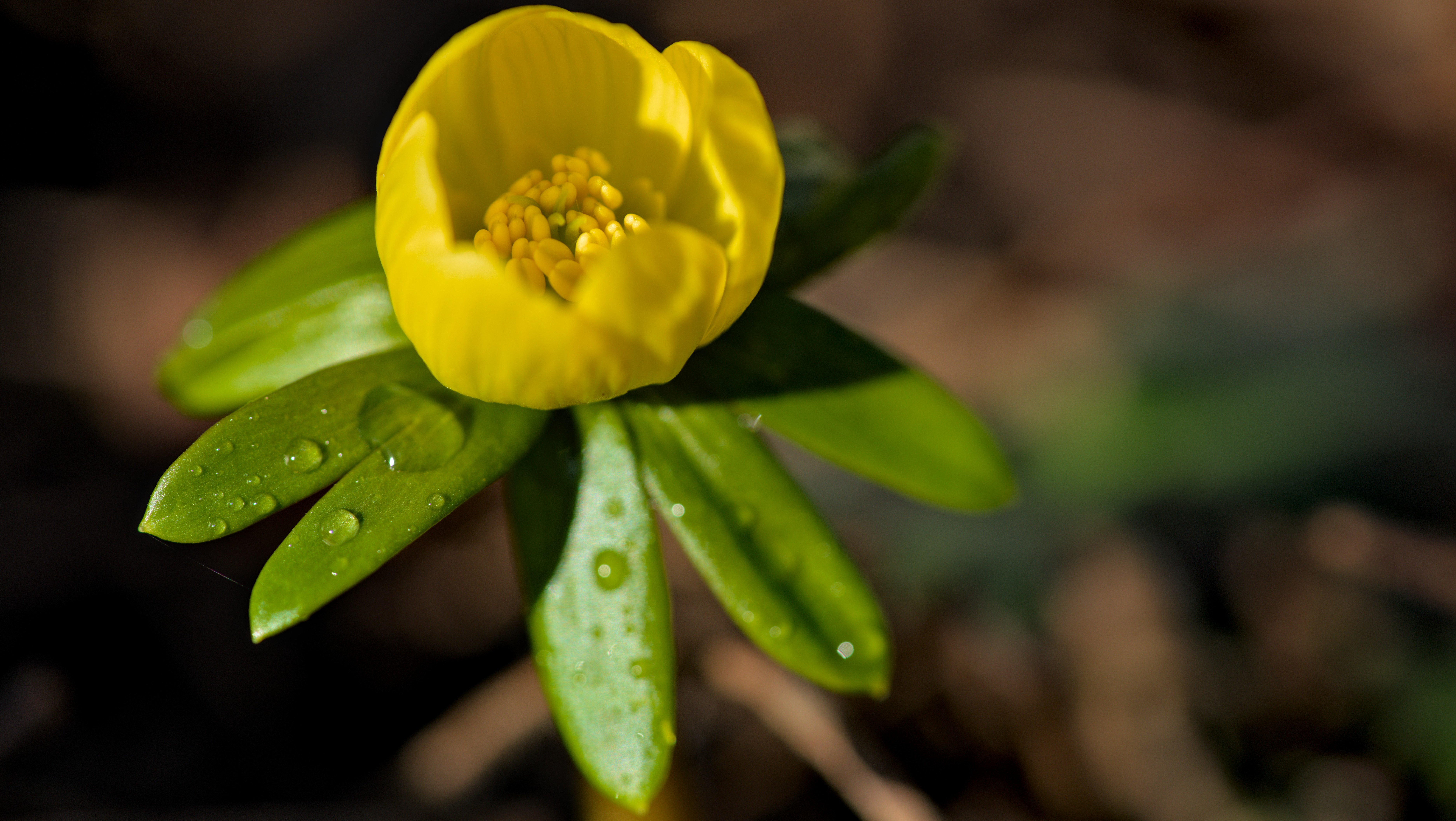 01-Jan Snowdrops and Winter Aconites Section Image