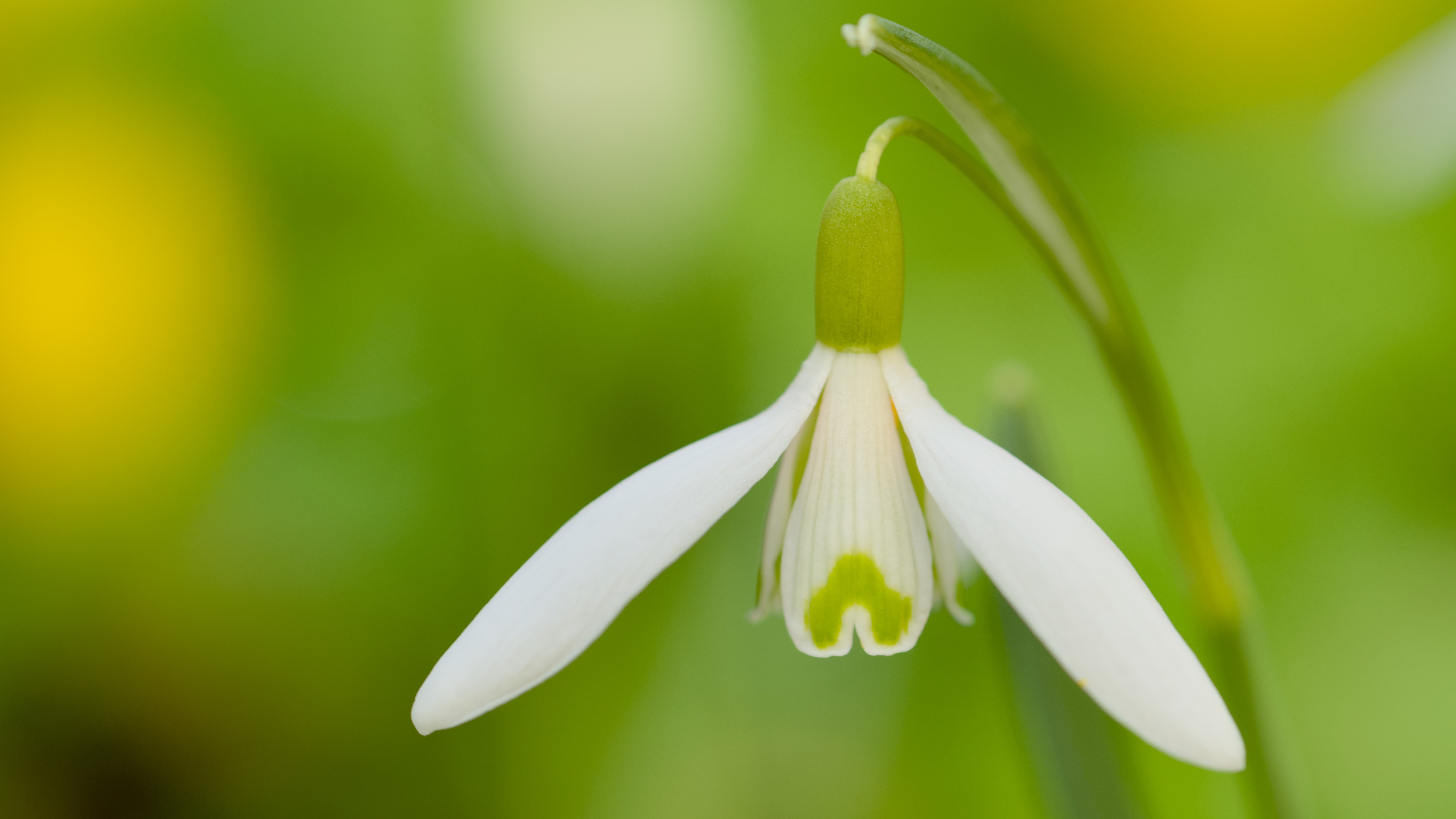 01-Jan Snowdrops and Winter Aconites Section Image