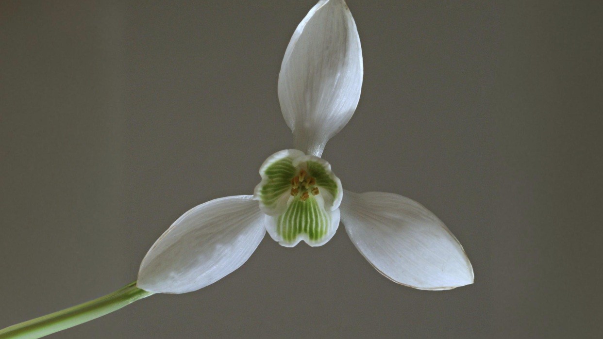 01-Jan Snowdrops and Winter Aconites Section Image