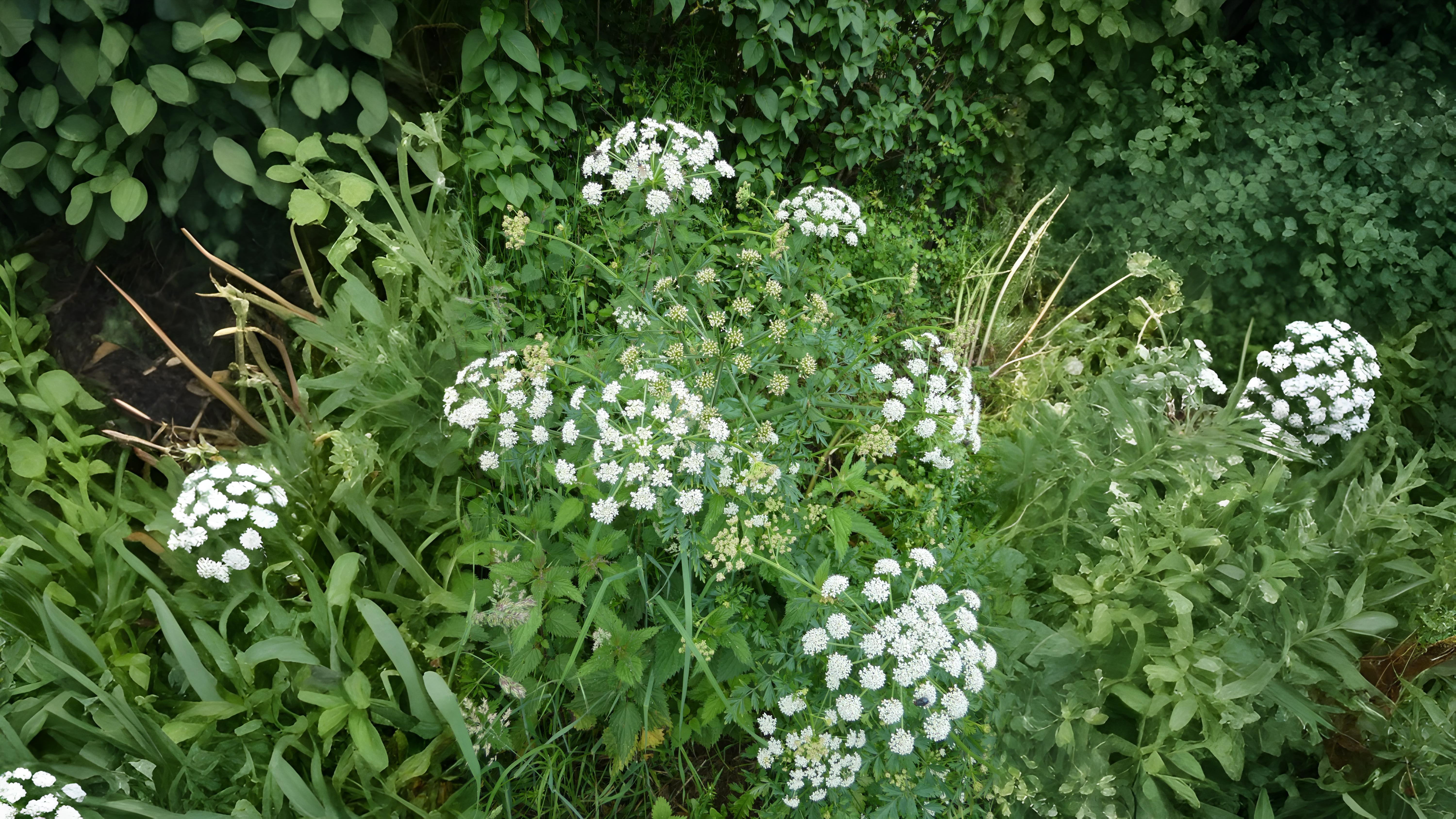 10-July London’s July Wildflowers Section Image