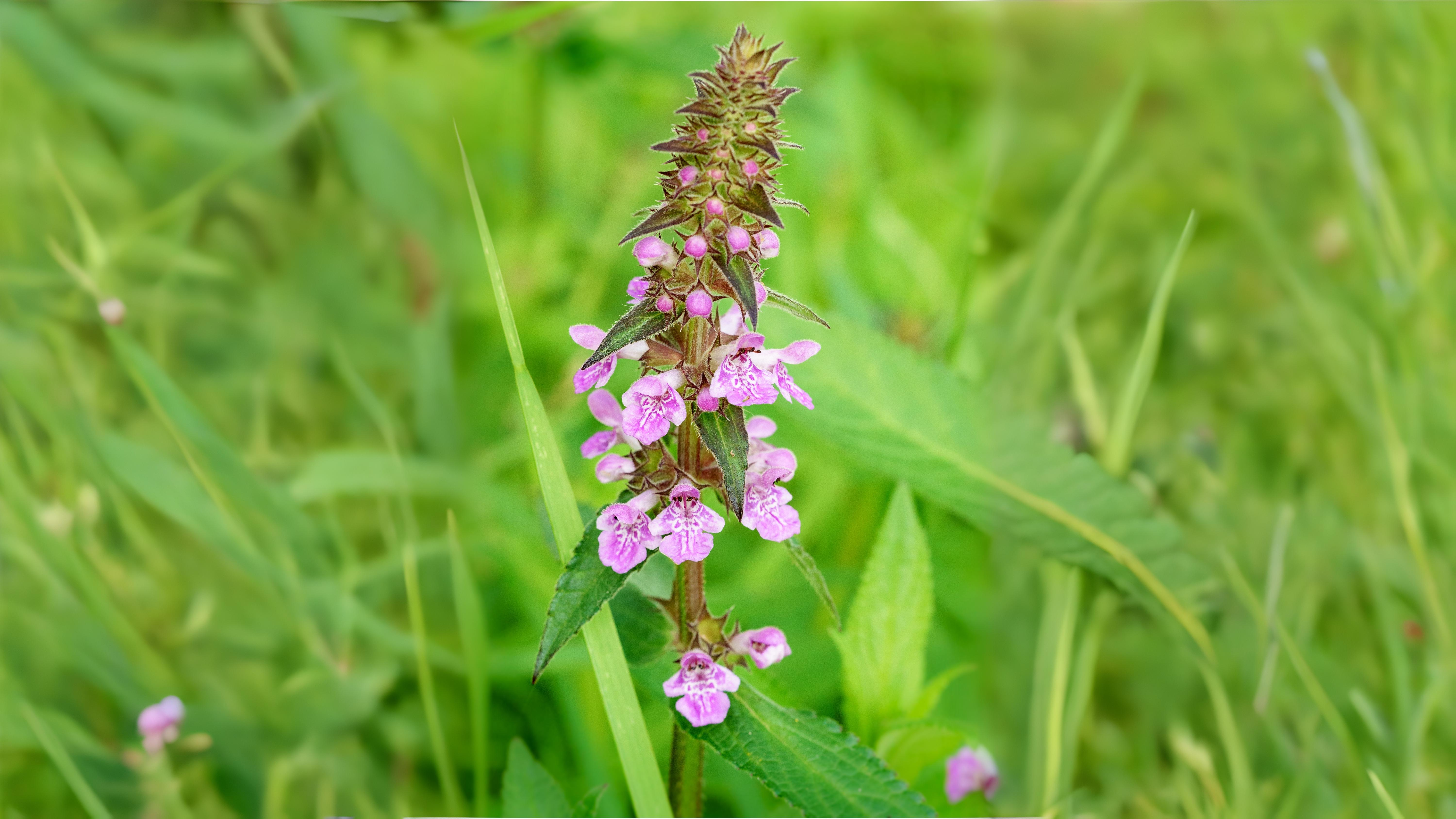 10-July London’s July Wildflowers Section Image