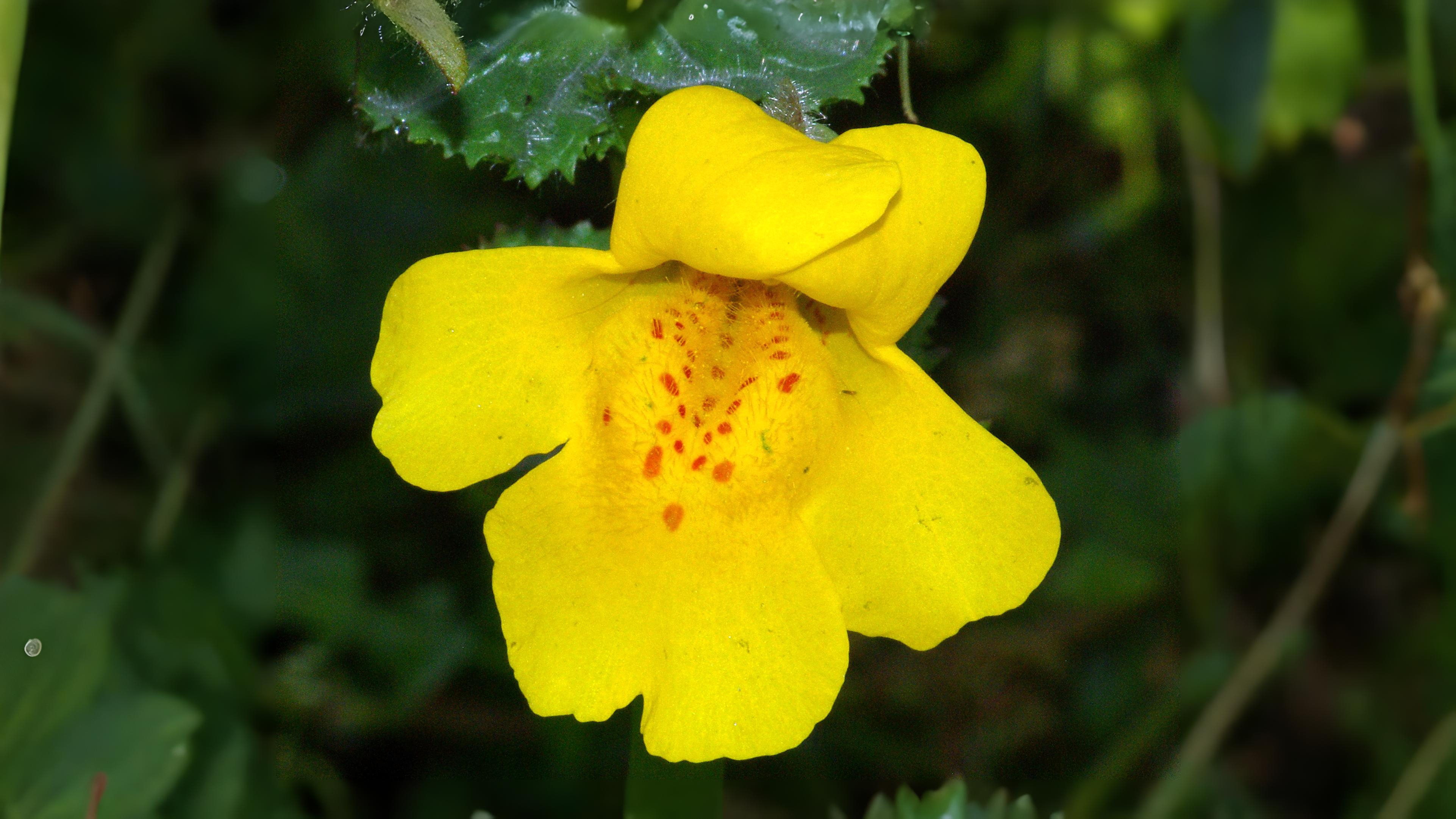 10-July London’s July Wildflowers Section Image