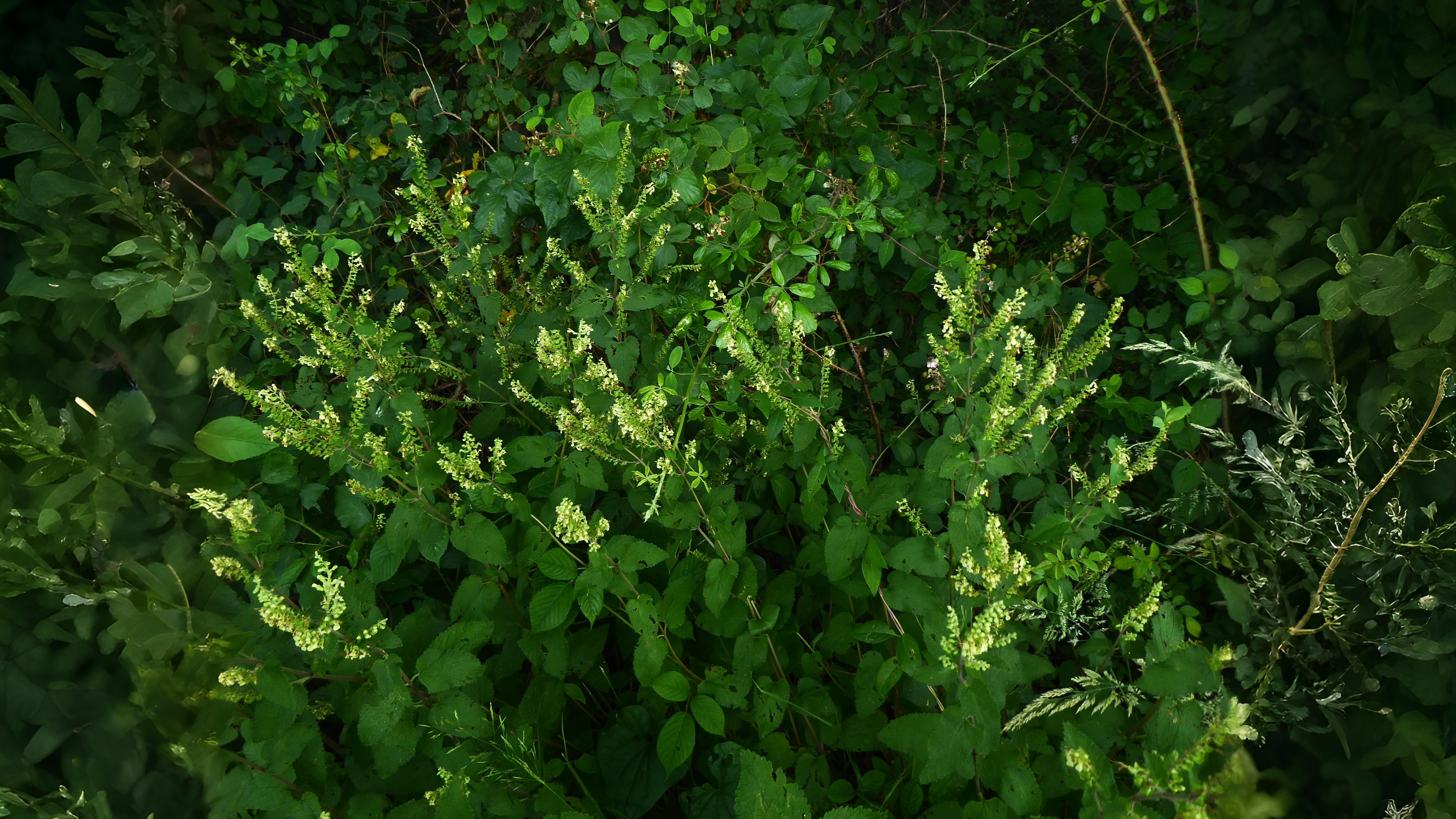 10-July London’s July Wildflowers Section Image