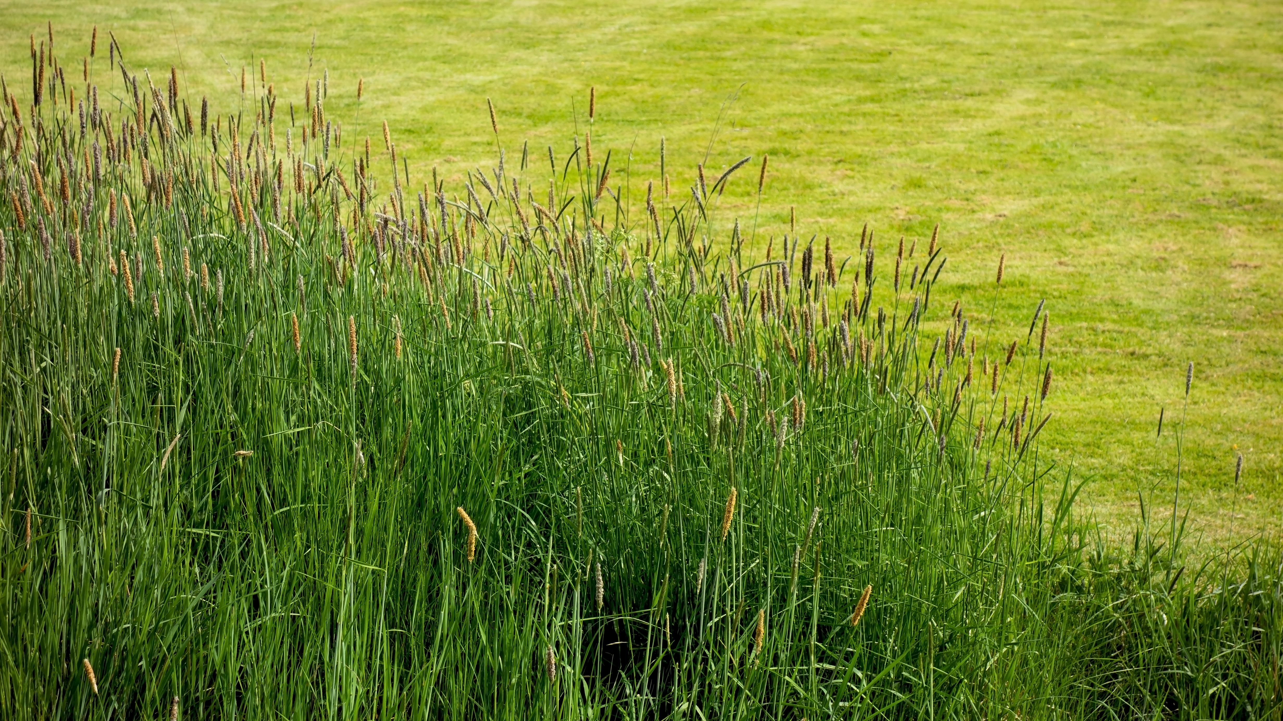 11-July London’s July Grasses Section Image
