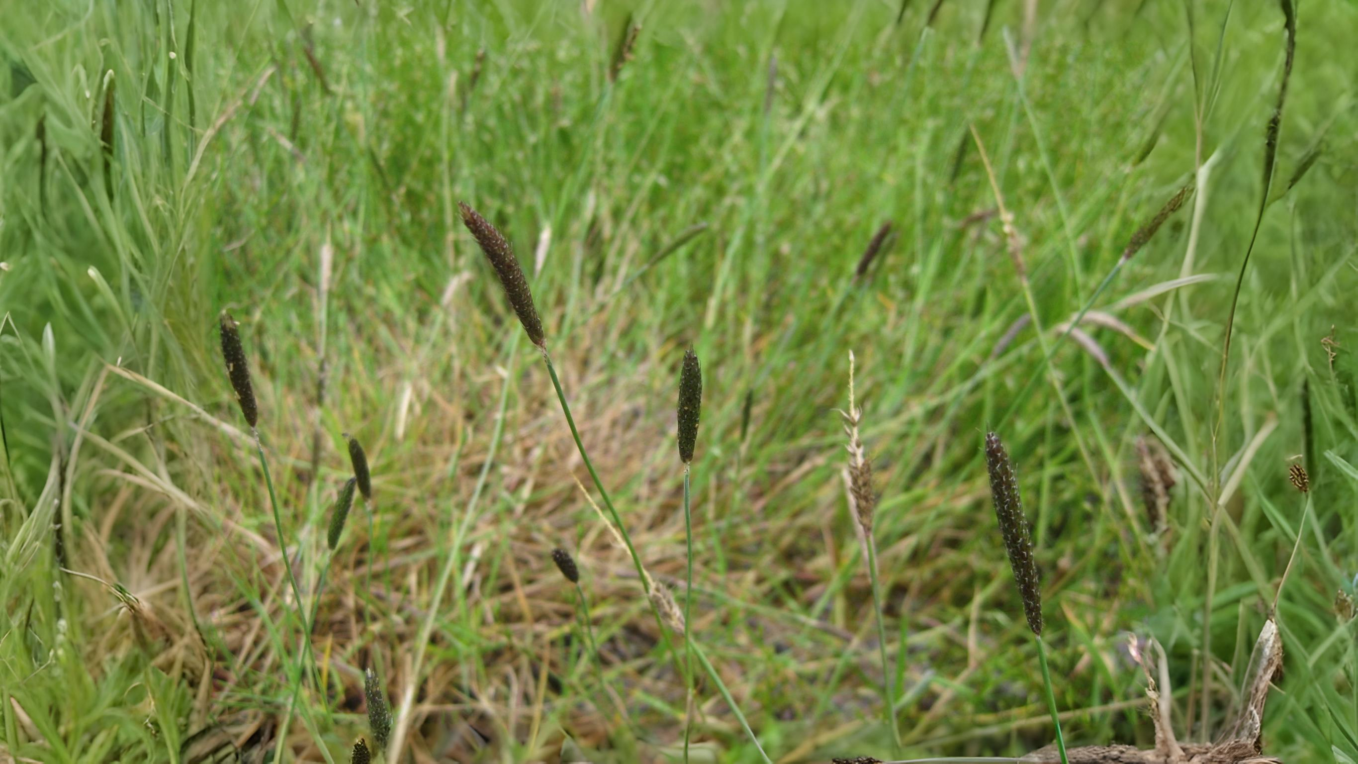11-July London’s July Grasses Section Image