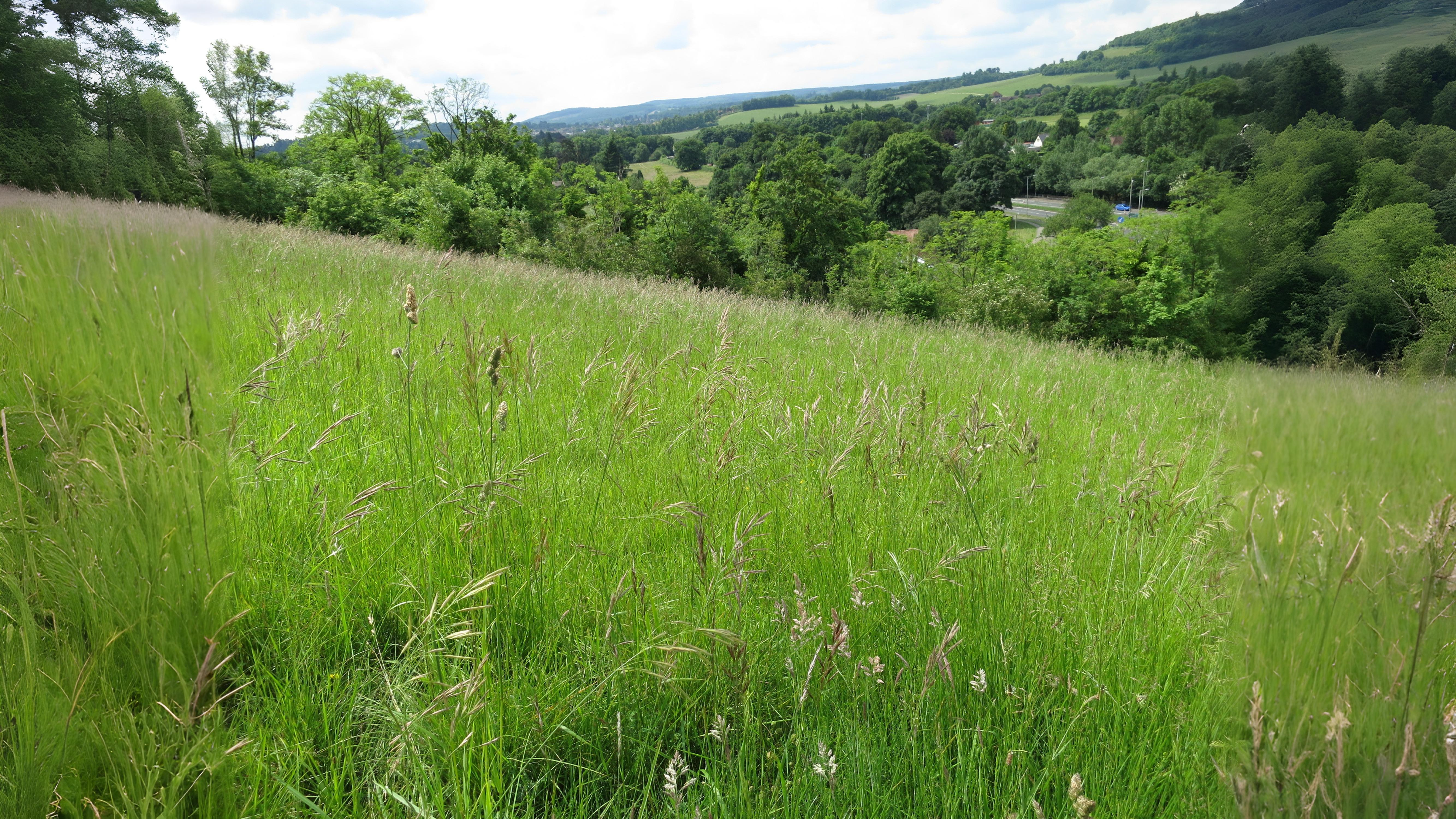 11-July London’s July Grasses Section Image