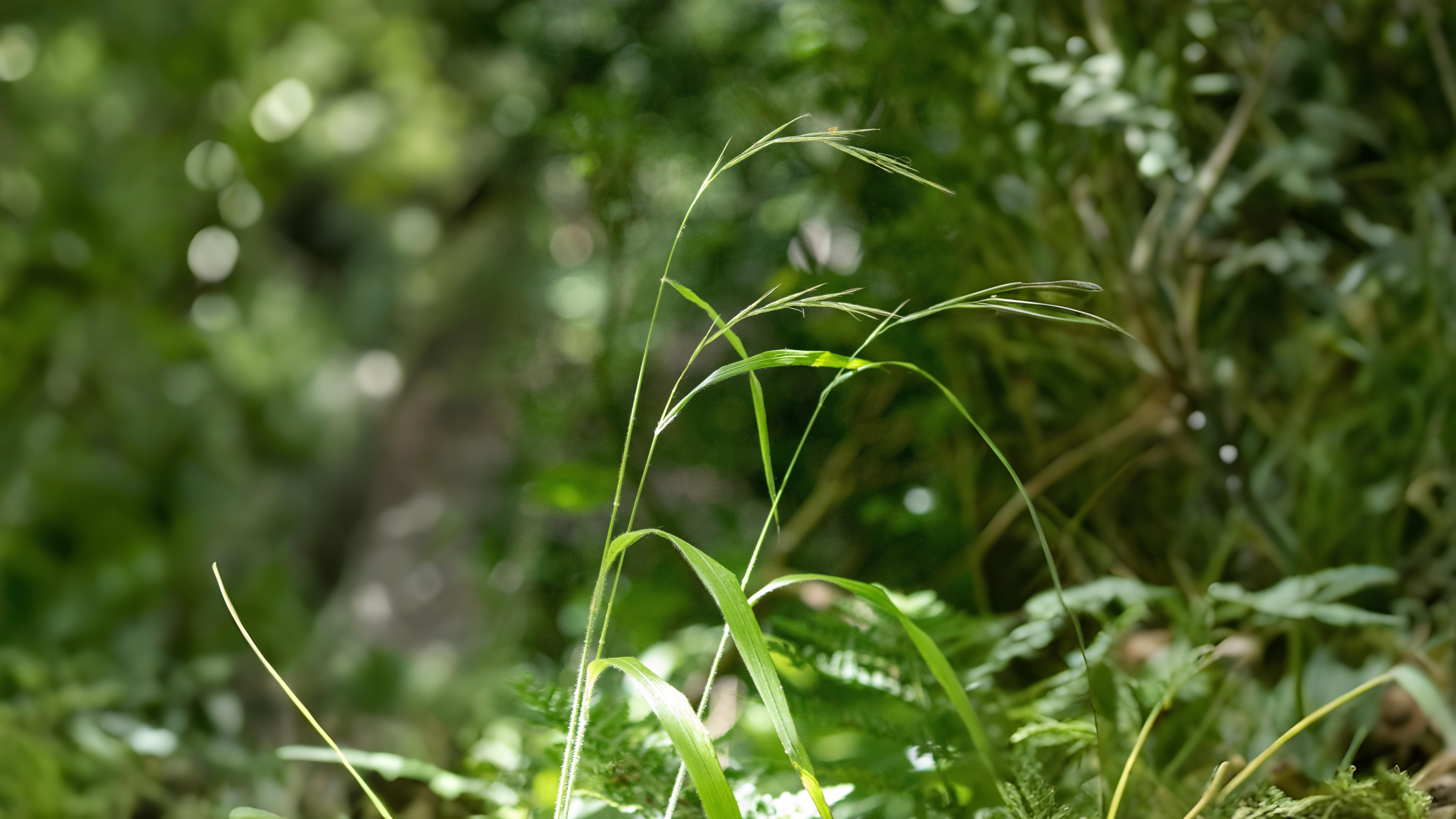 11-July London’s July Grasses Section Image