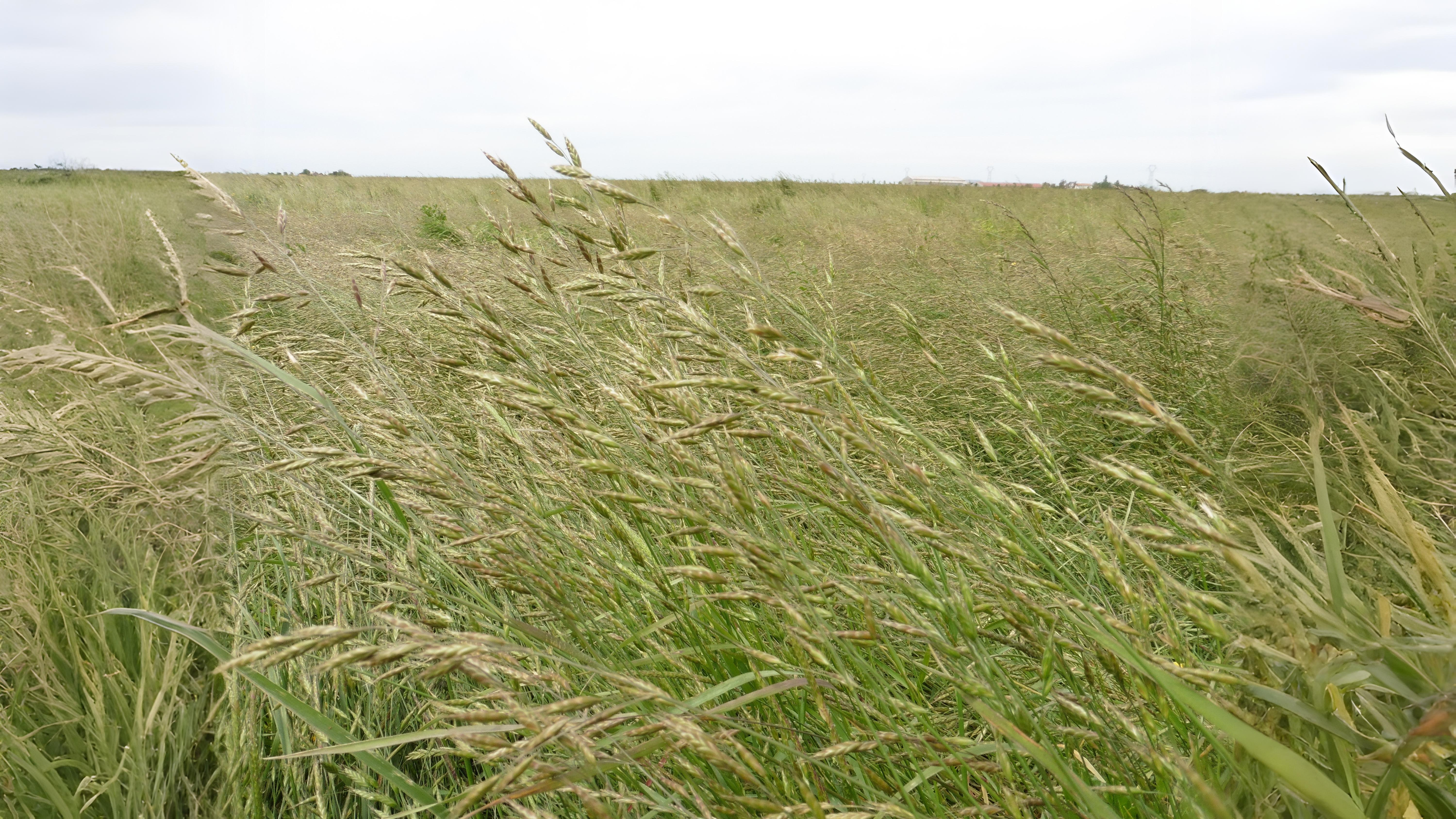 11-July London’s July Grasses Section Image