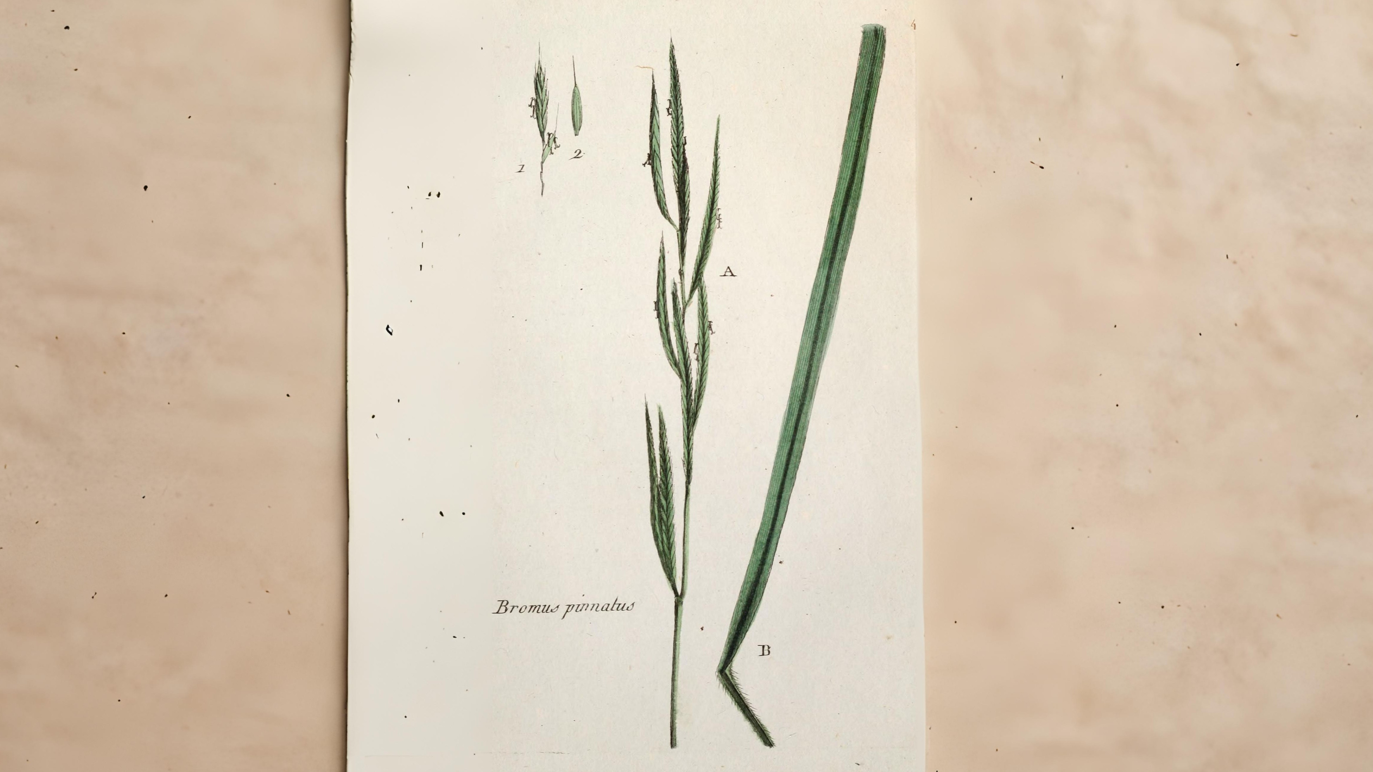 11-July London’s July Grasses Section Image