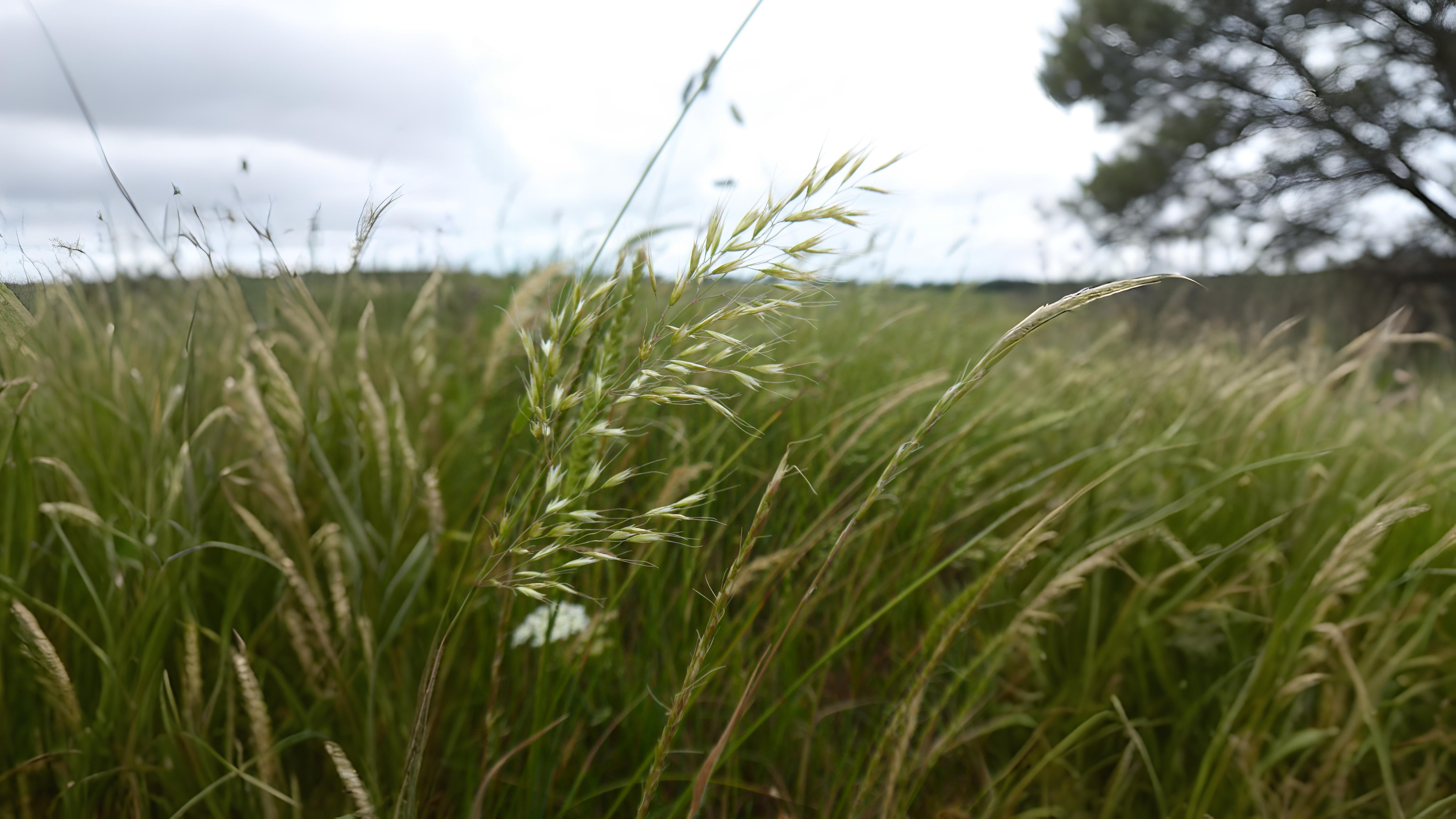 11-July London’s July Grasses Section Image