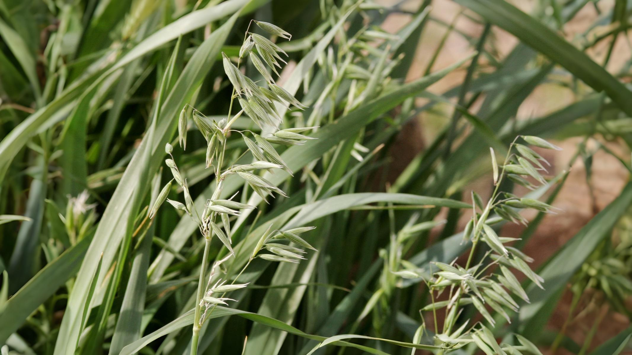 11-July London’s July Grasses Section Image