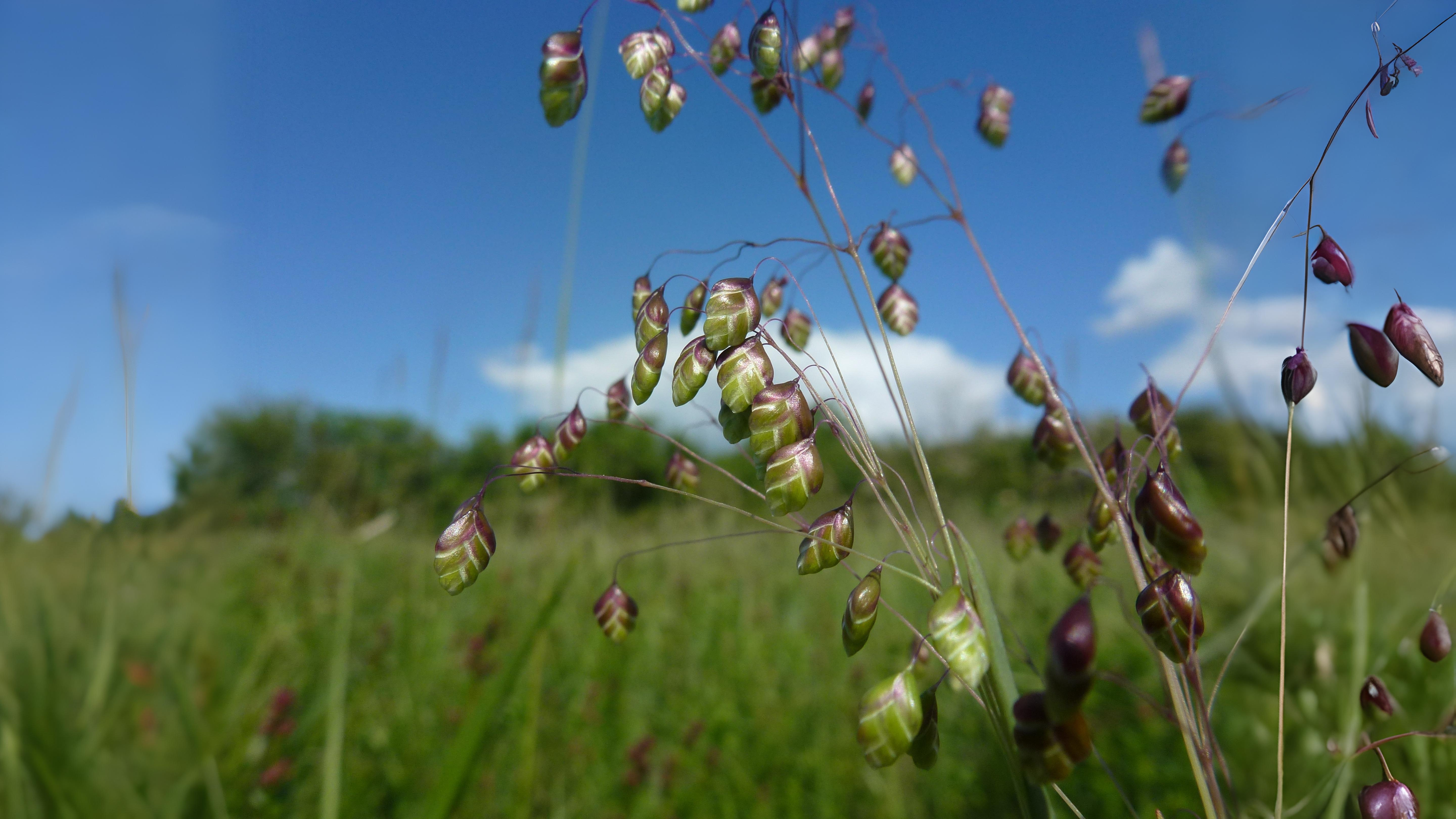 11-July London’s July Grasses Section Image