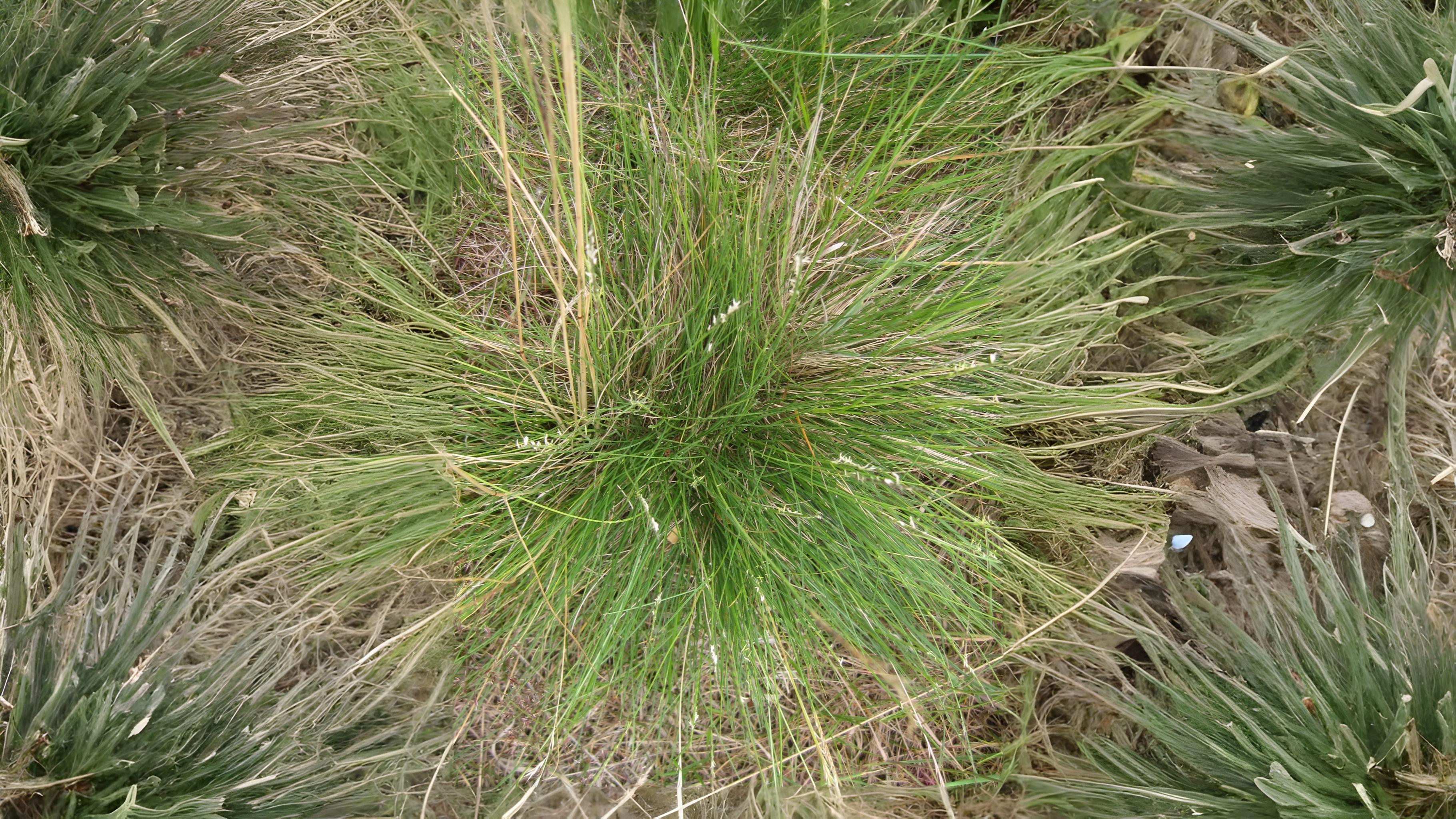 11-July London’s July Grasses Section Image