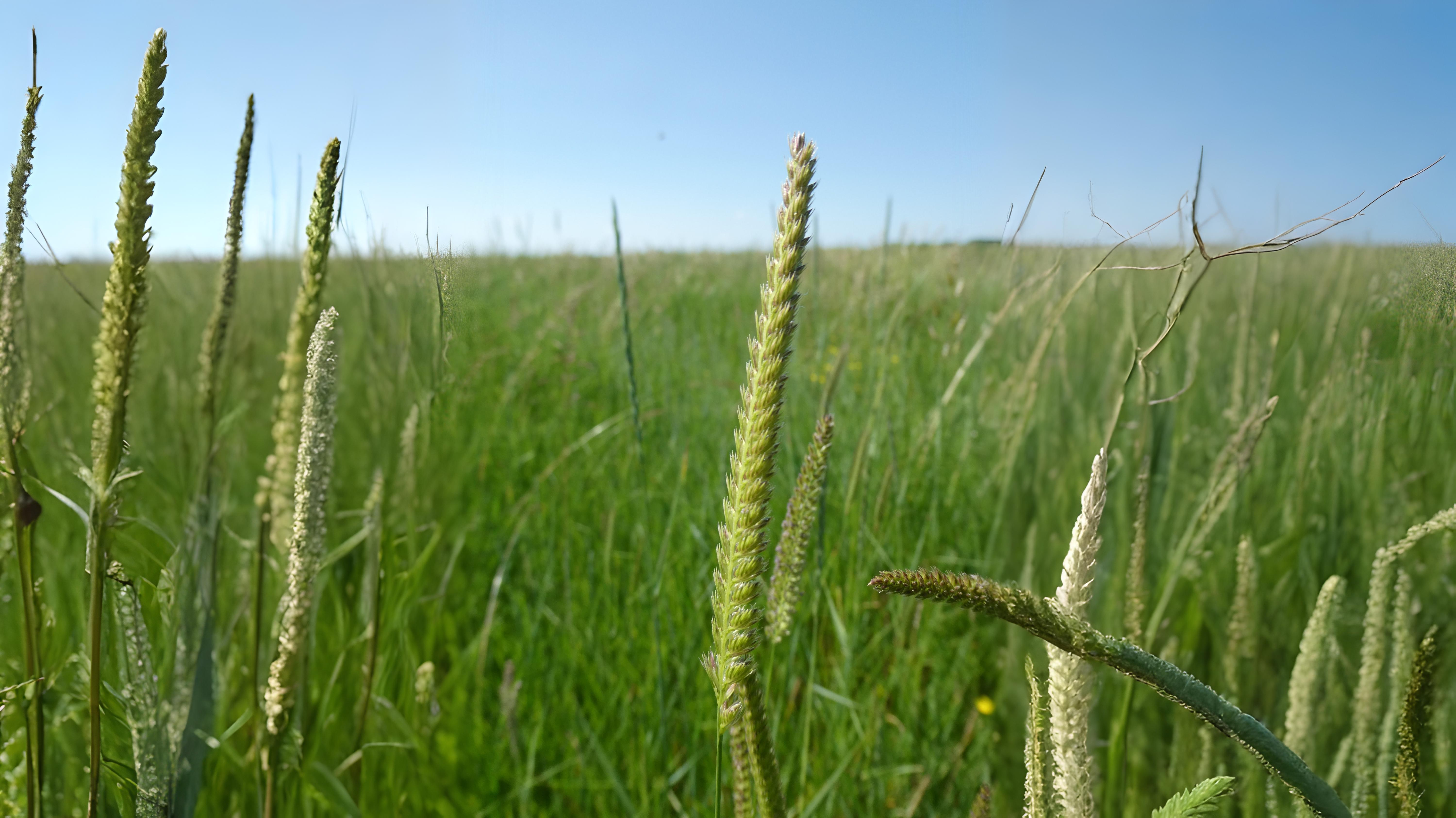 11-July London’s July Grasses Section Image