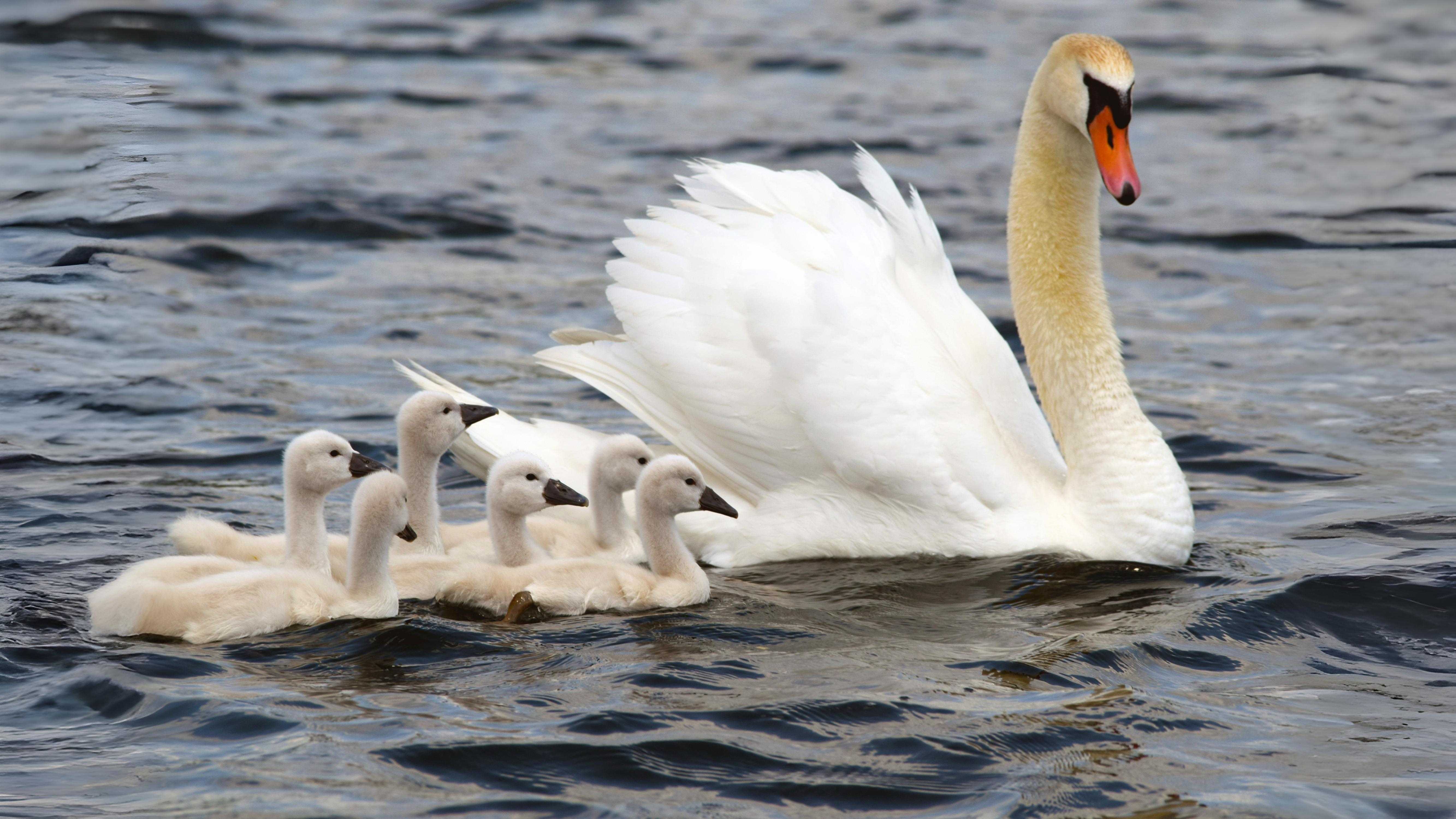 12-July Swan Upping Section Image