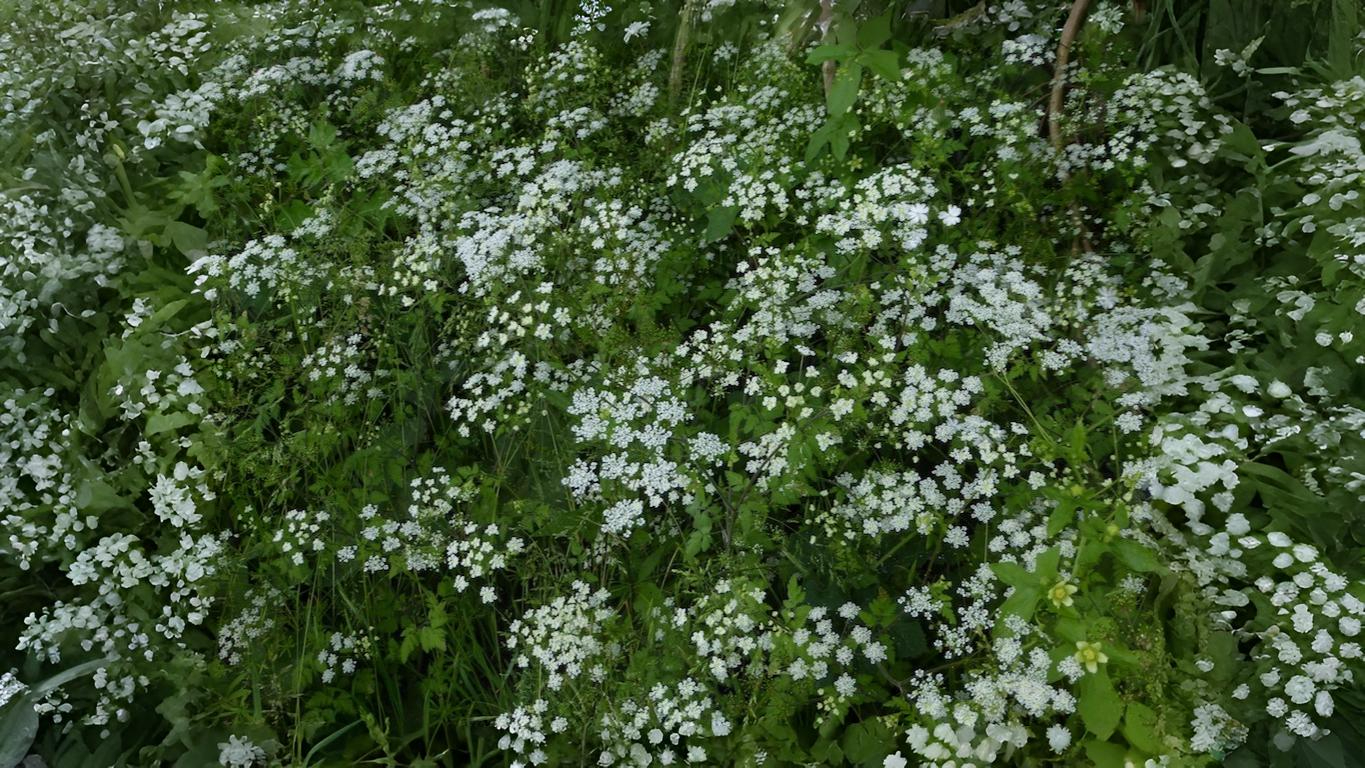 13-July London’s Wild July Edges Section Image