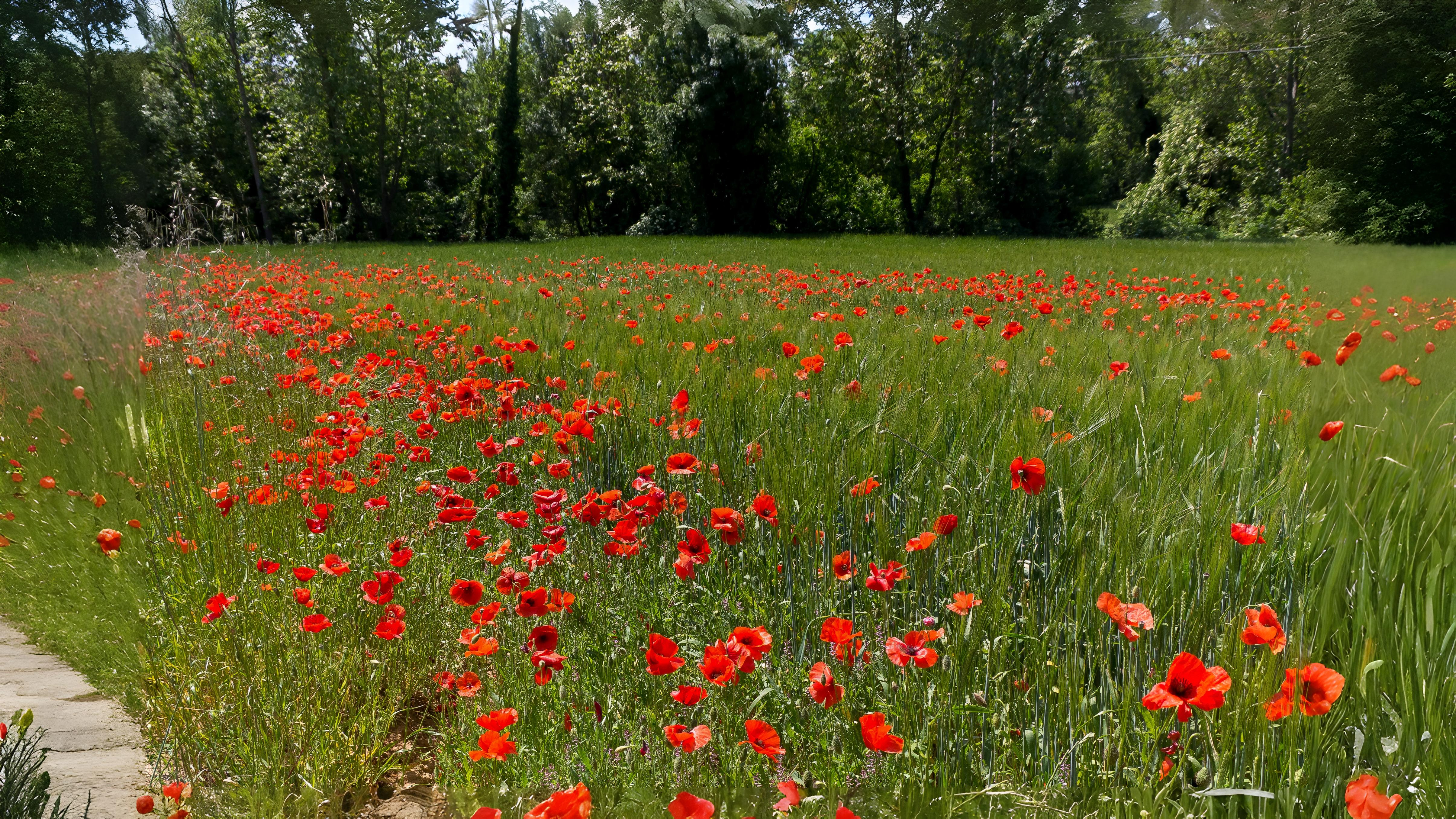 14-July Lost Cornfield Flowers & London’s Last Wild Orchids Section Image