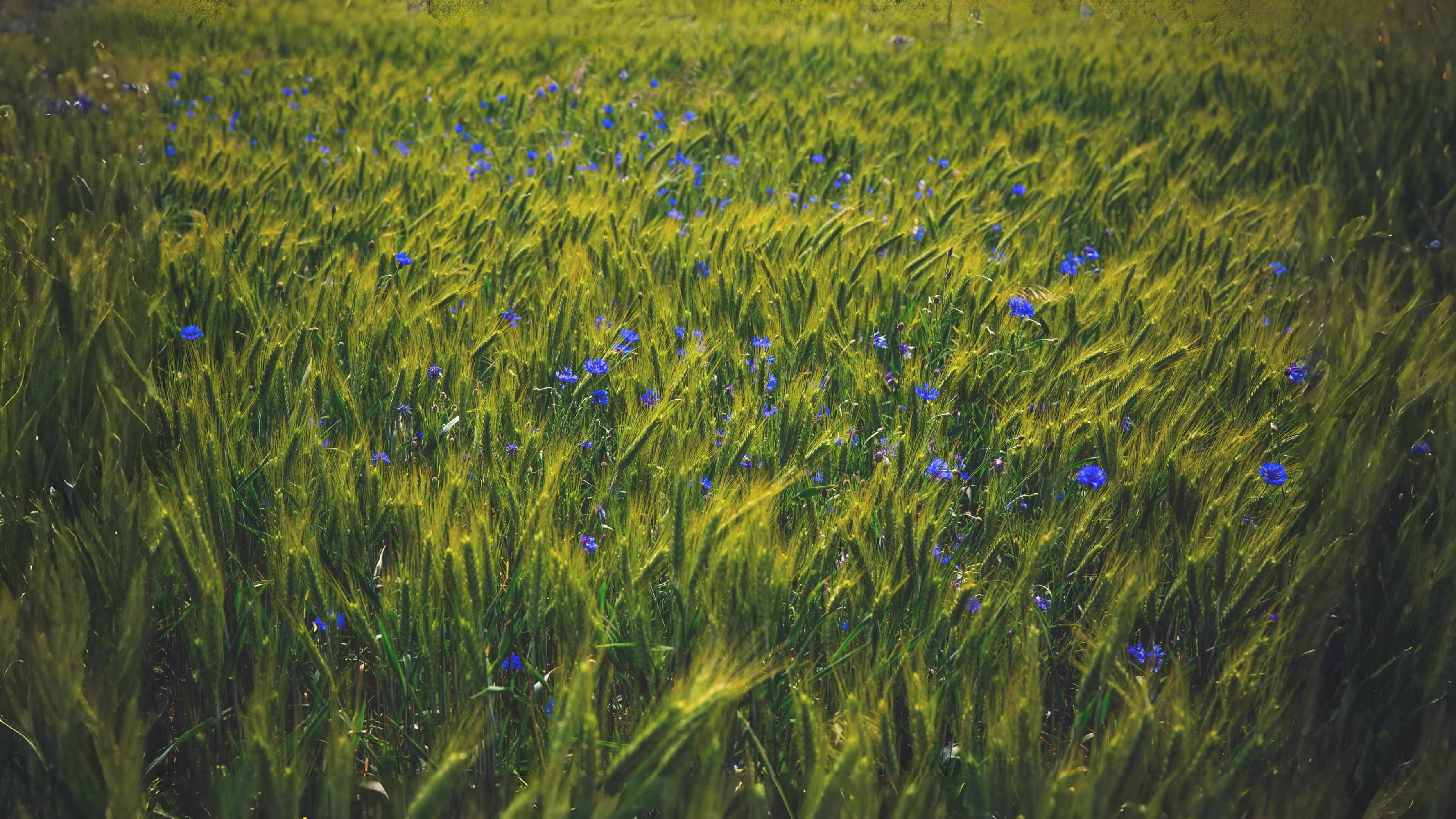 14-July Lost Cornfield Flowers & London’s Last Wild Orchids Section Image