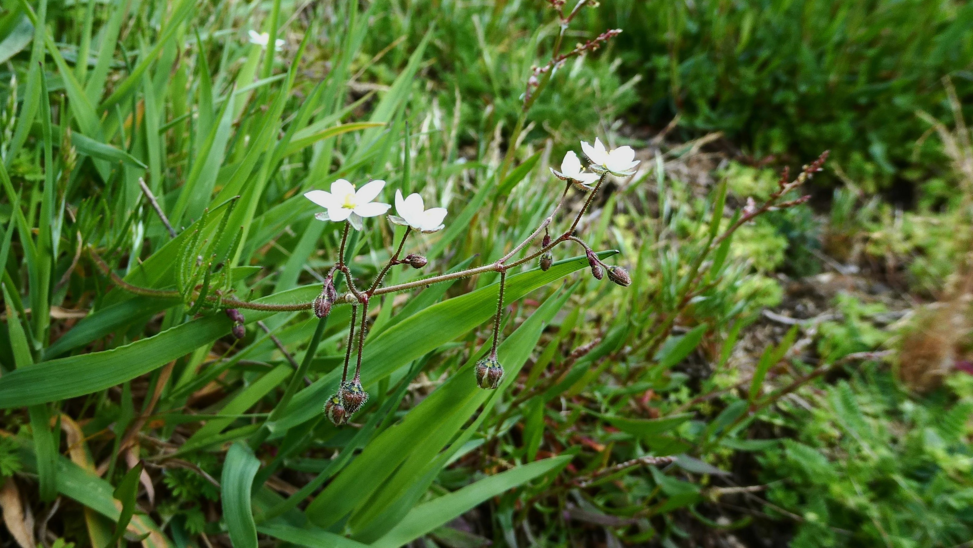 14-July Lost Cornfield Flowers & London’s Last Wild Orchids Section Image